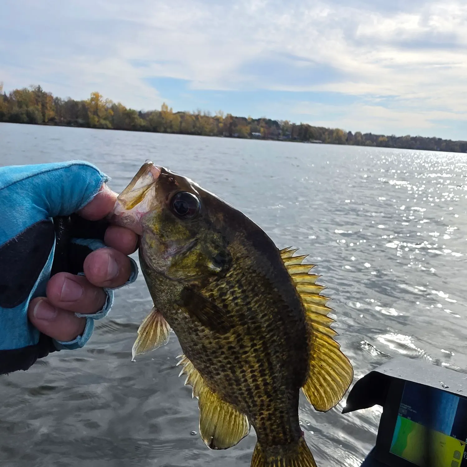 Rock bass caught on Fishbrain