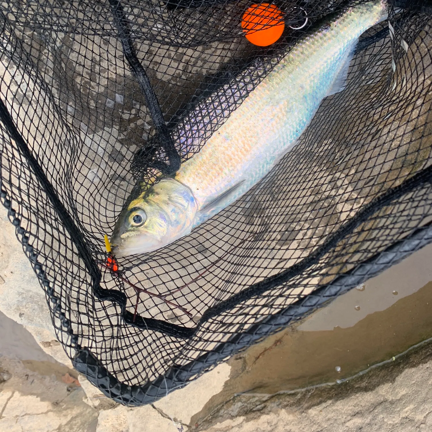The most recent American shad catches on Fishbrain