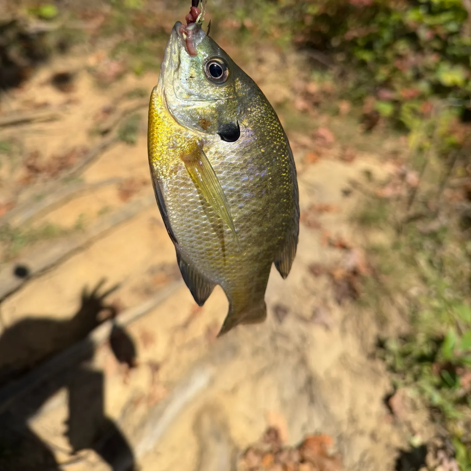 Bluegill caught on Fishbrain
