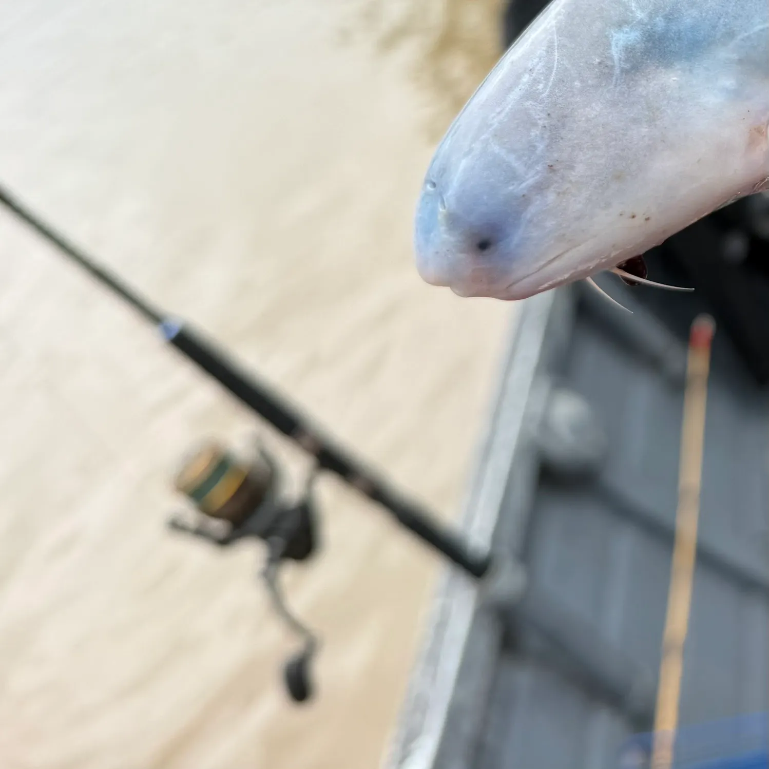 The most recent Red-bellied piranha catches on Fishbrain