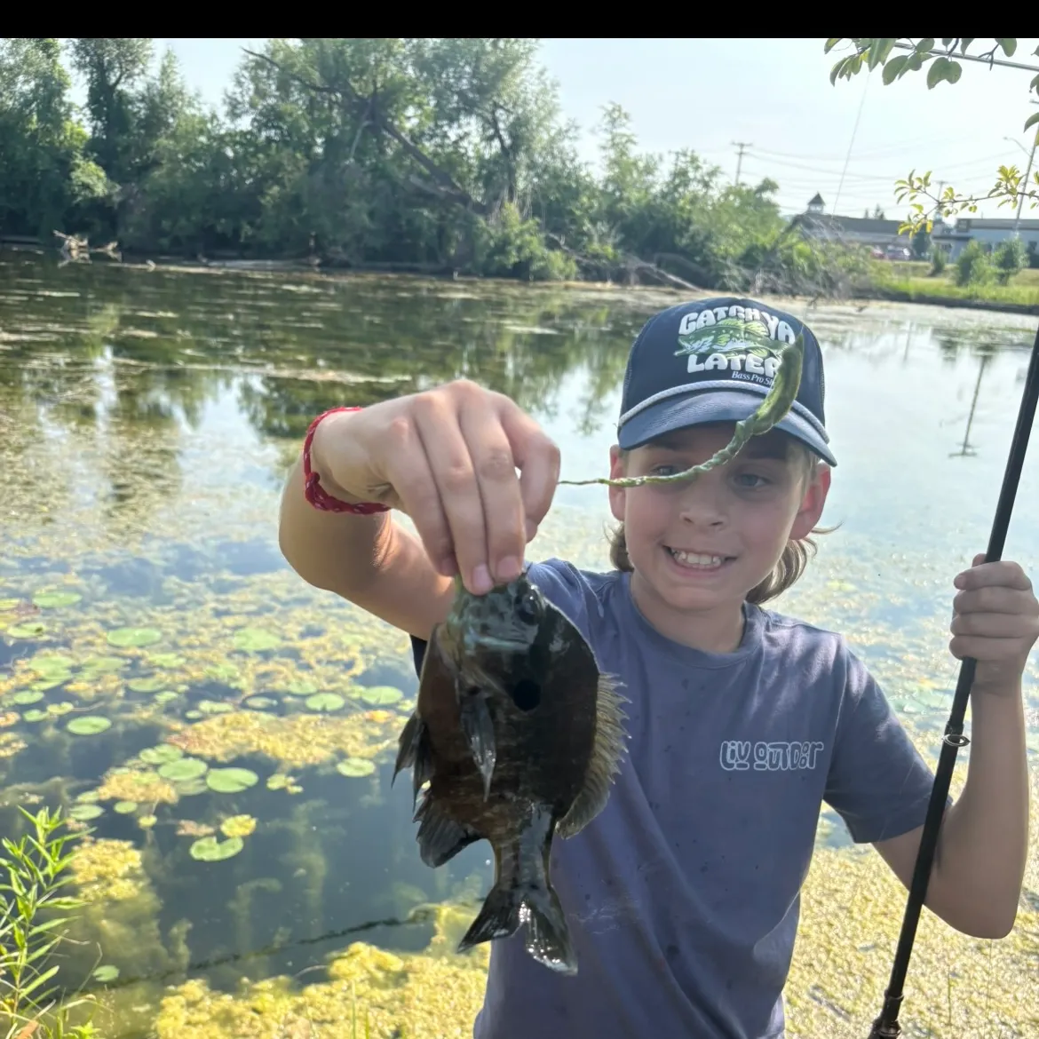 Bluegill caught on Fishbrain