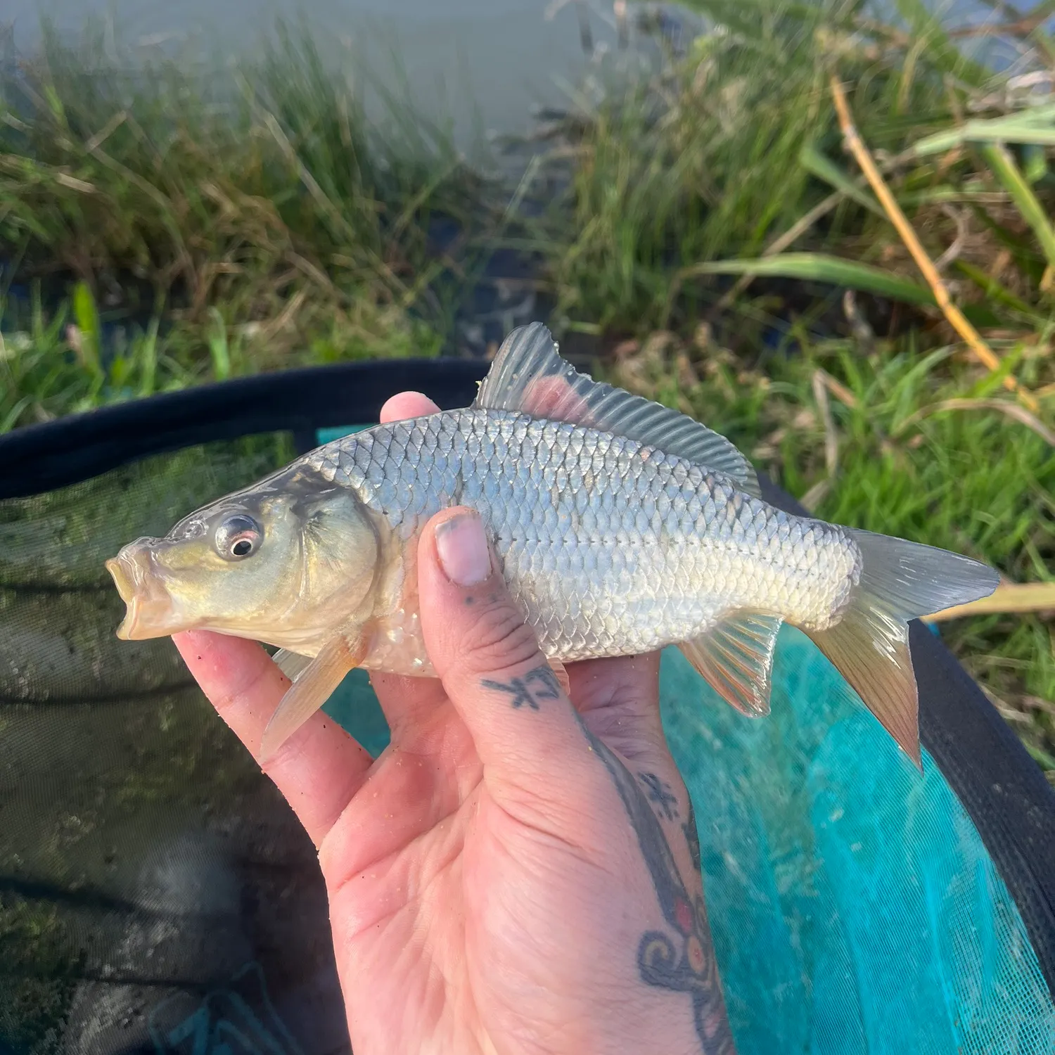 Common carp caught on Fishbrain