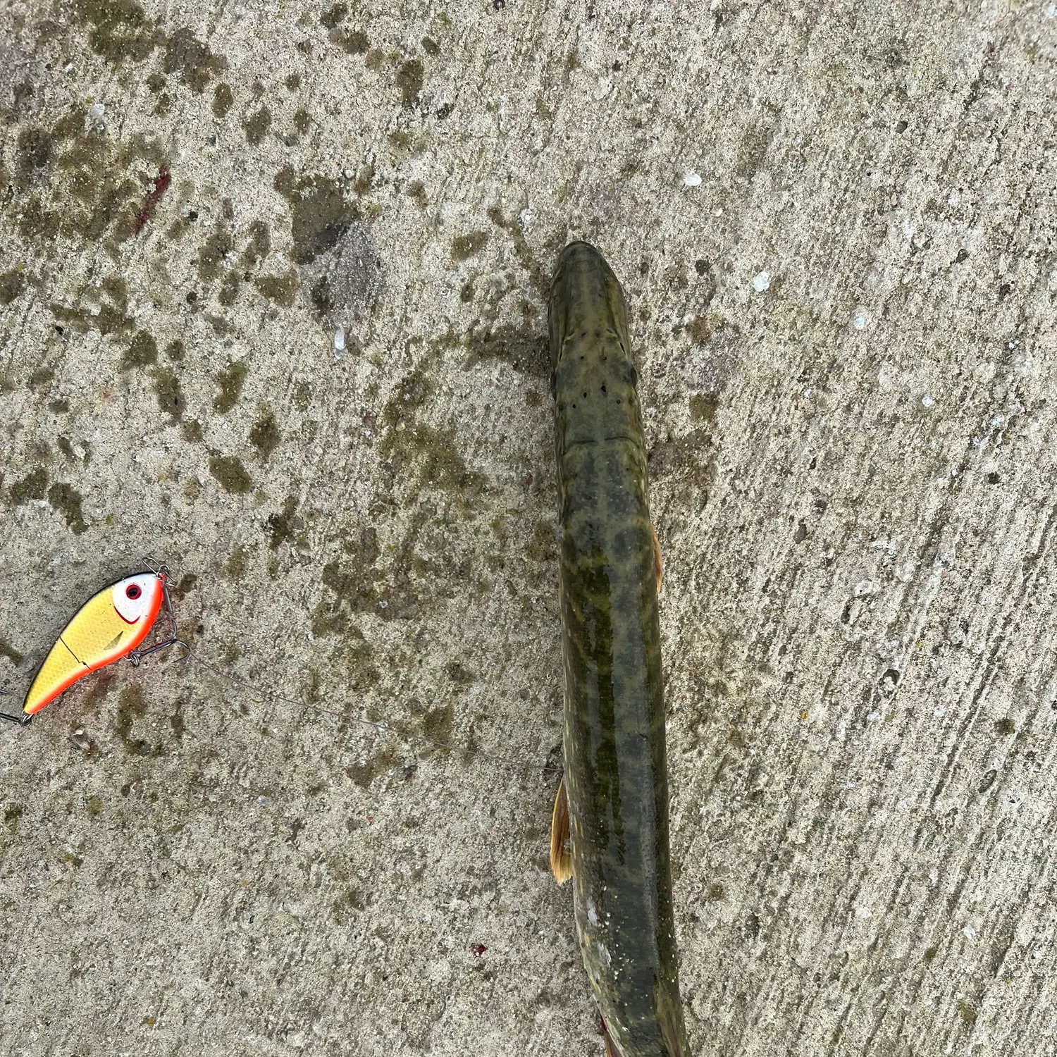 Northern pike caught on Fishbrain