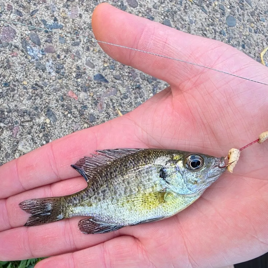 Bluegill caught on Fishbrain