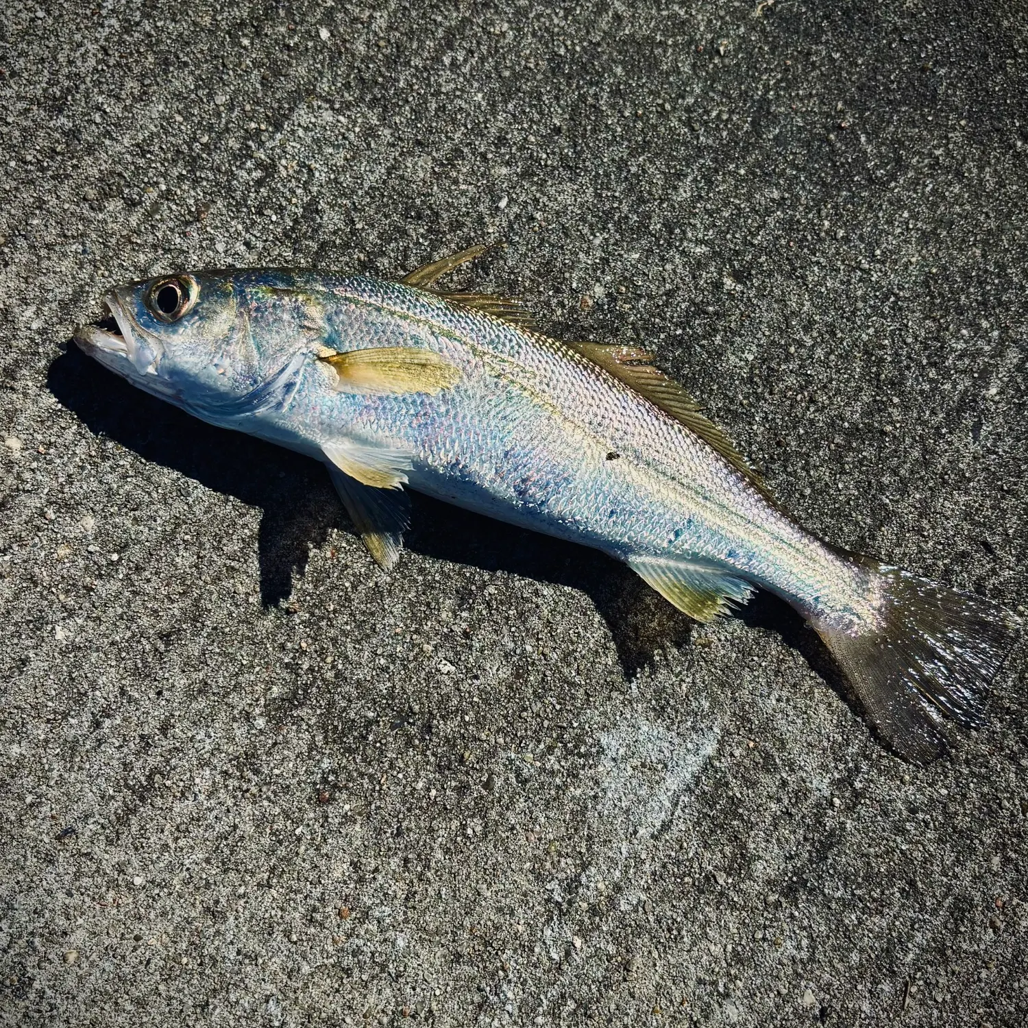 The most recent Silver seatrout catches on Fishbrain