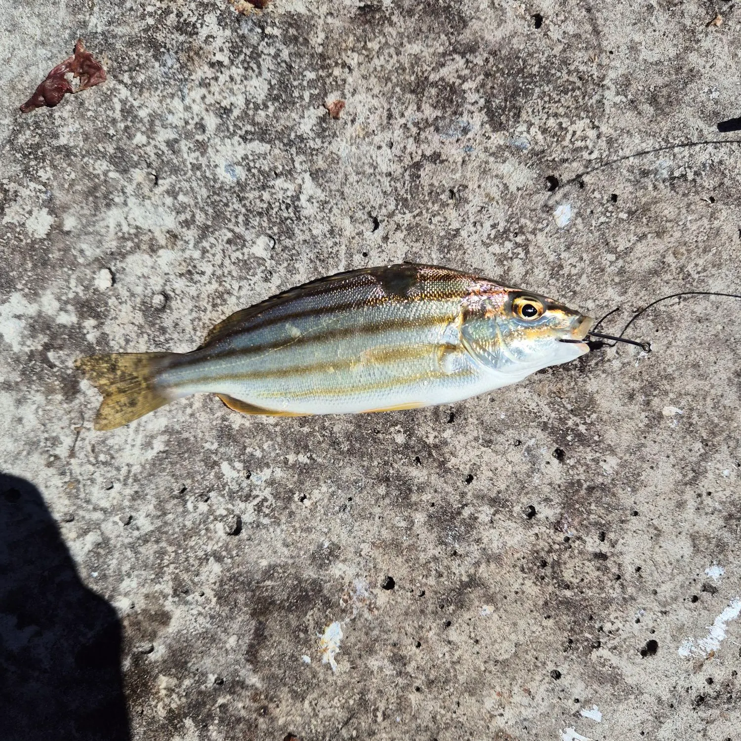Eastern striped grunter caught on Fishbrain