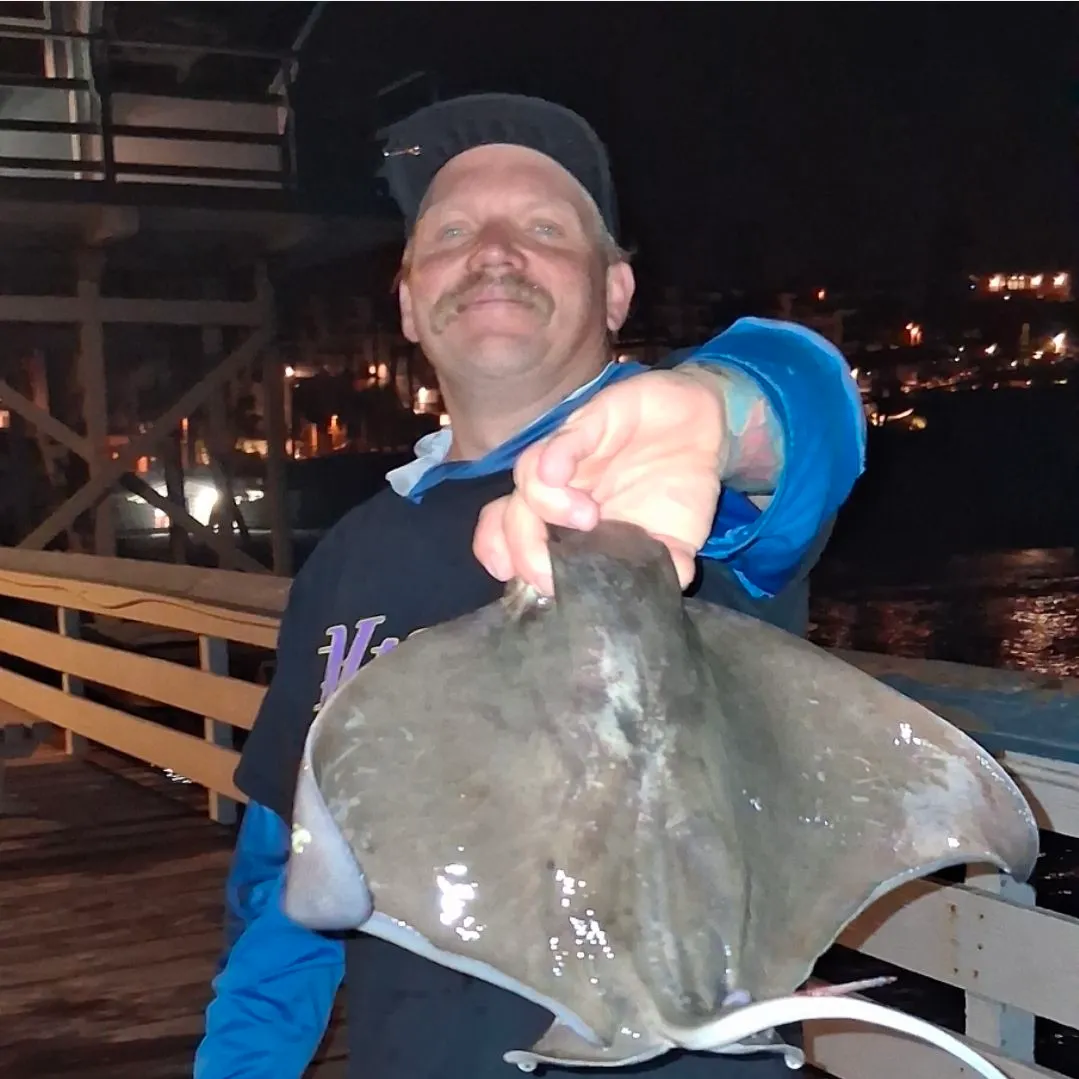 The most recent Bat eagle ray catches on Fishbrain