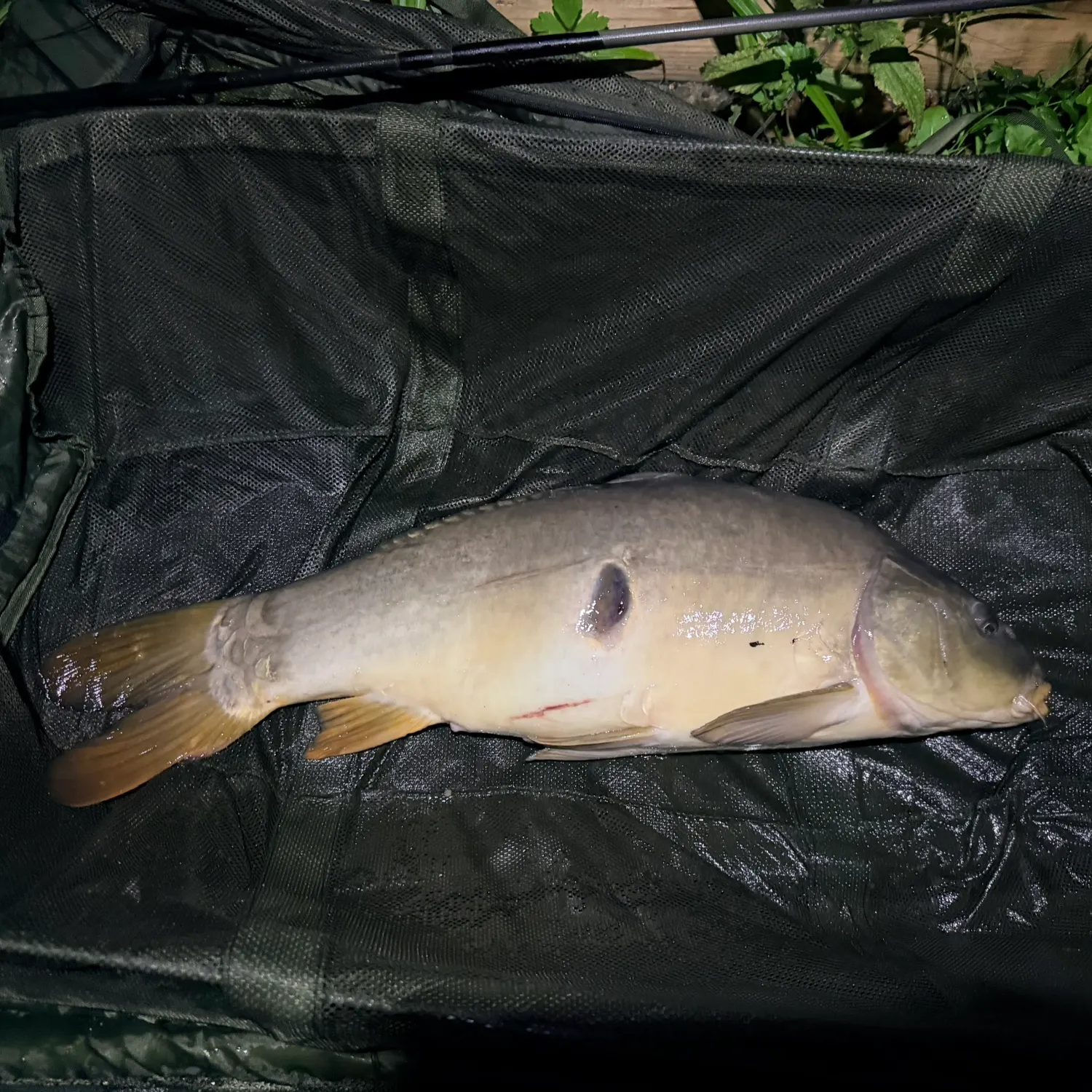 Mirror carp caught on Fishbrain