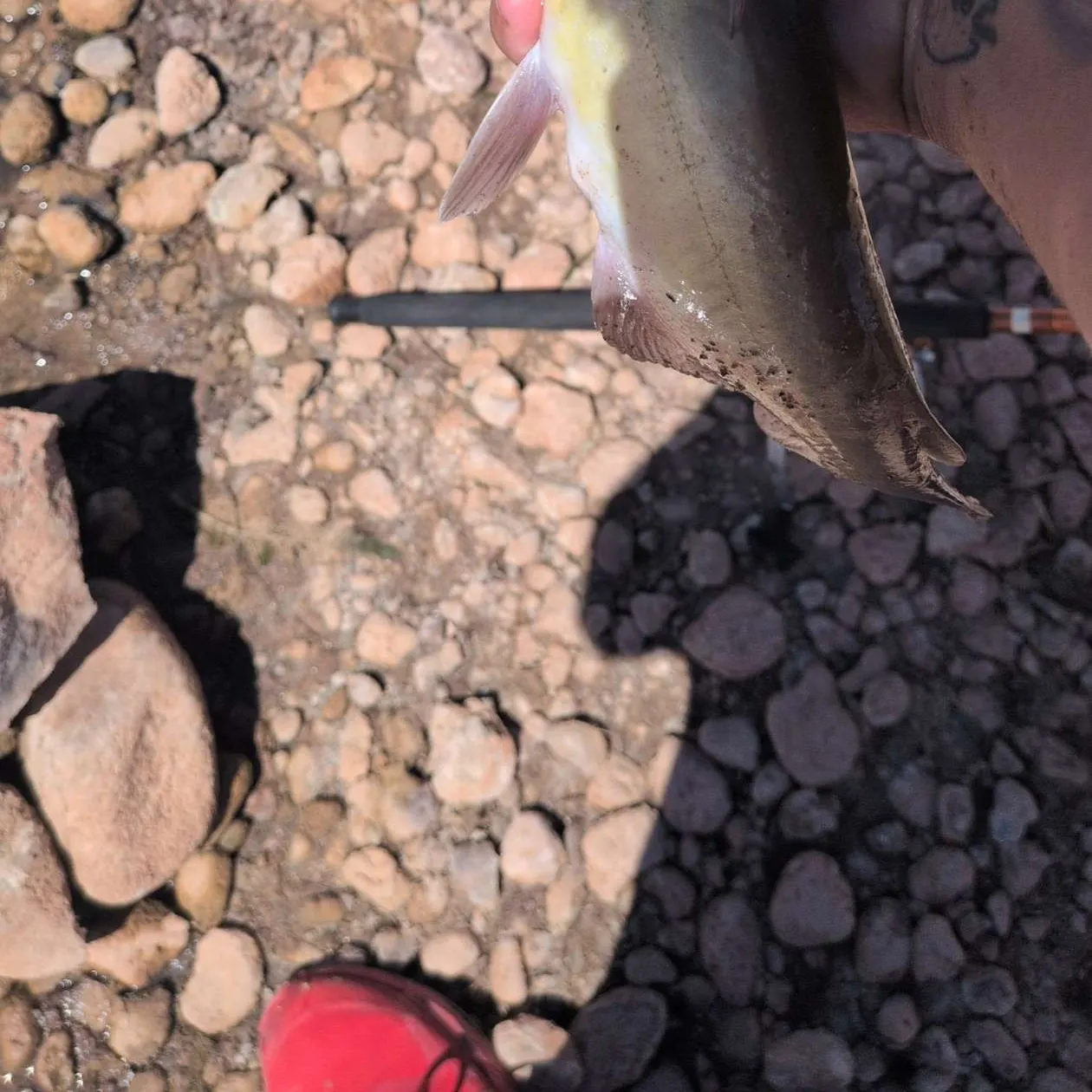 Channel catfish caught on Fishbrain