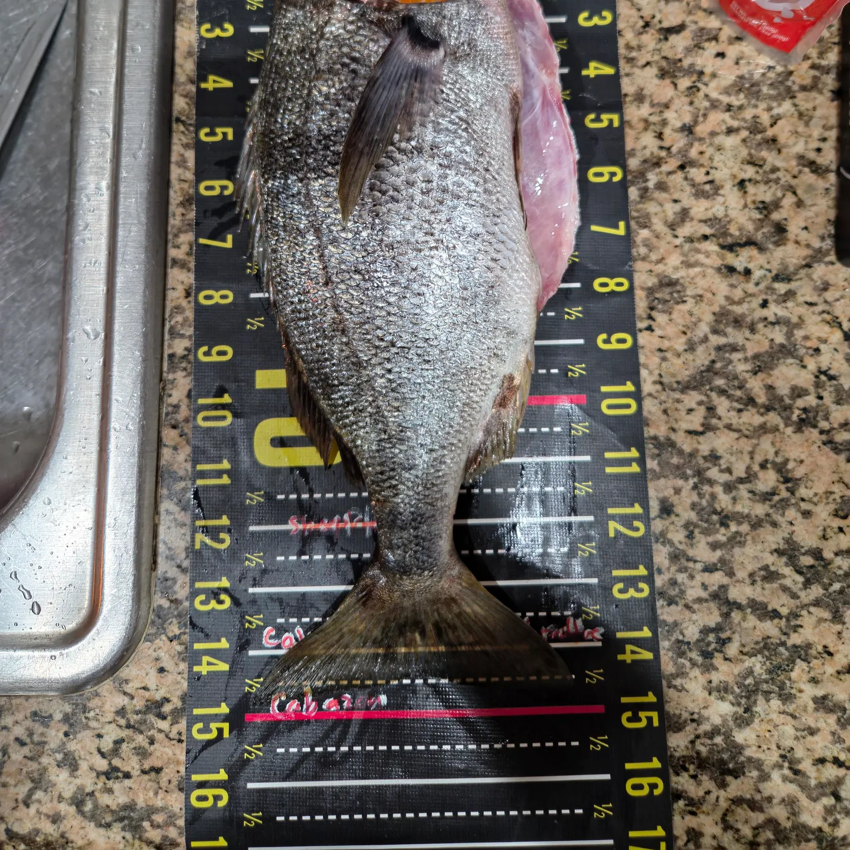 recently logged catches