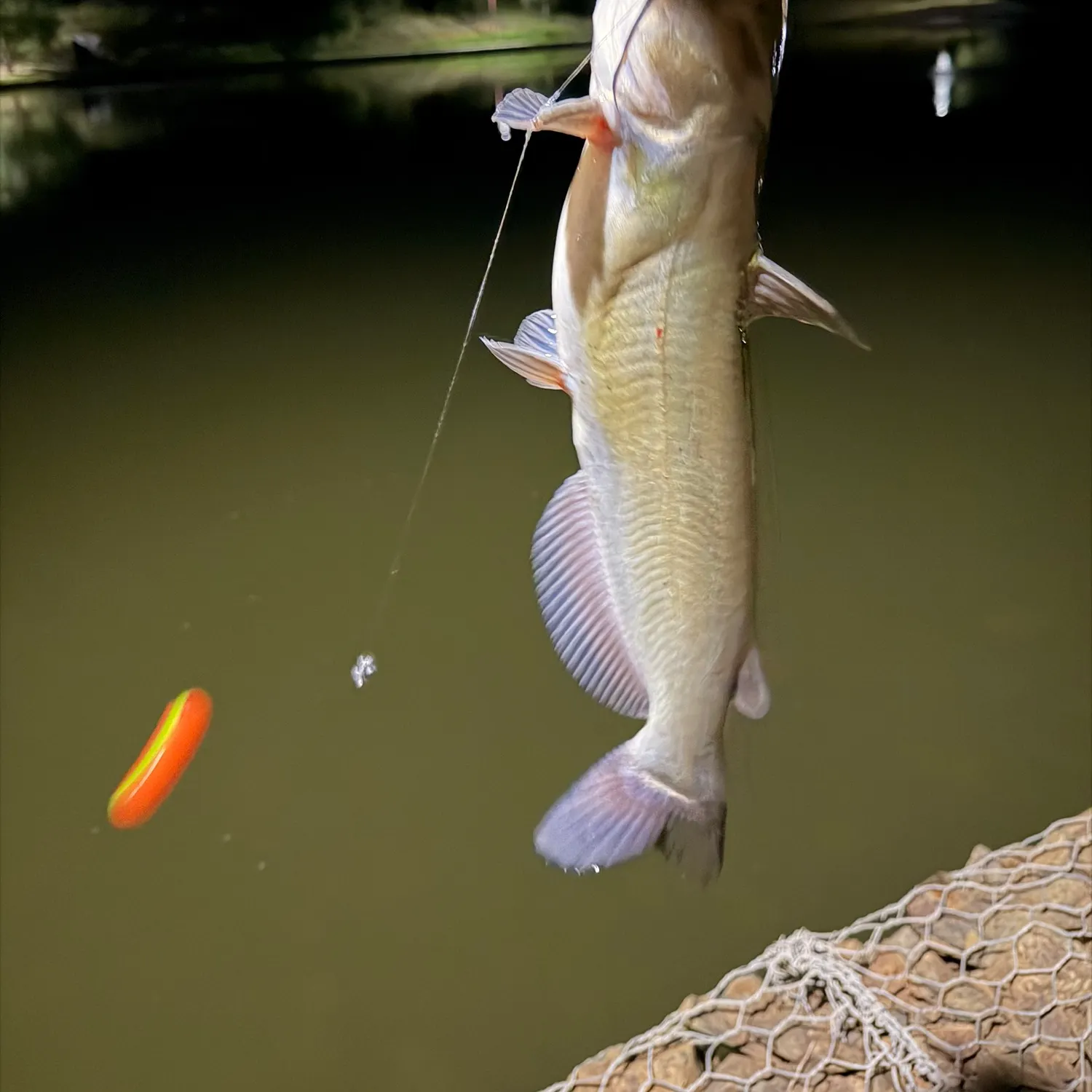 Channel catfish caught on Fishbrain