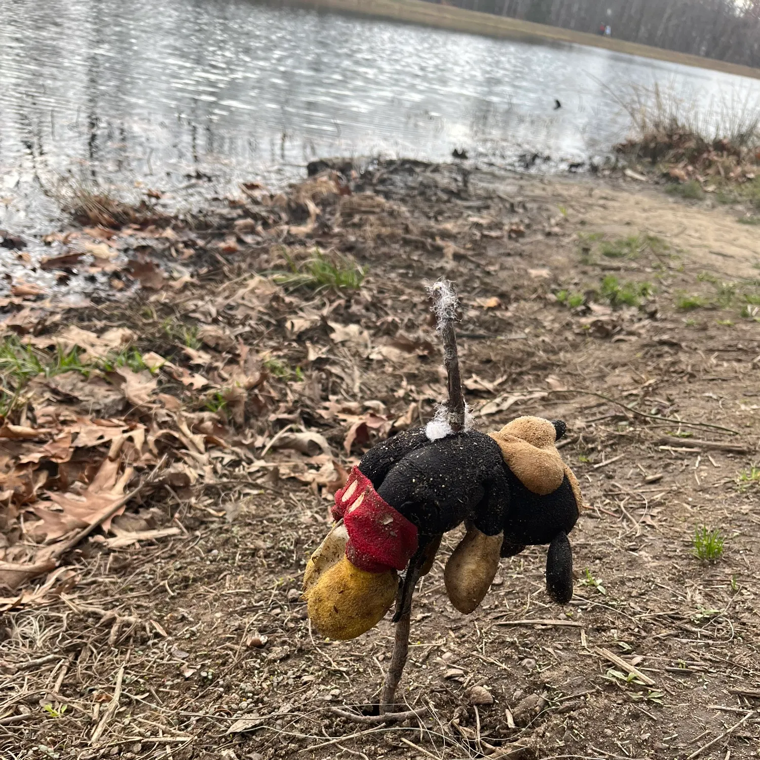 The most recent Lake sturgeon catches on Fishbrain