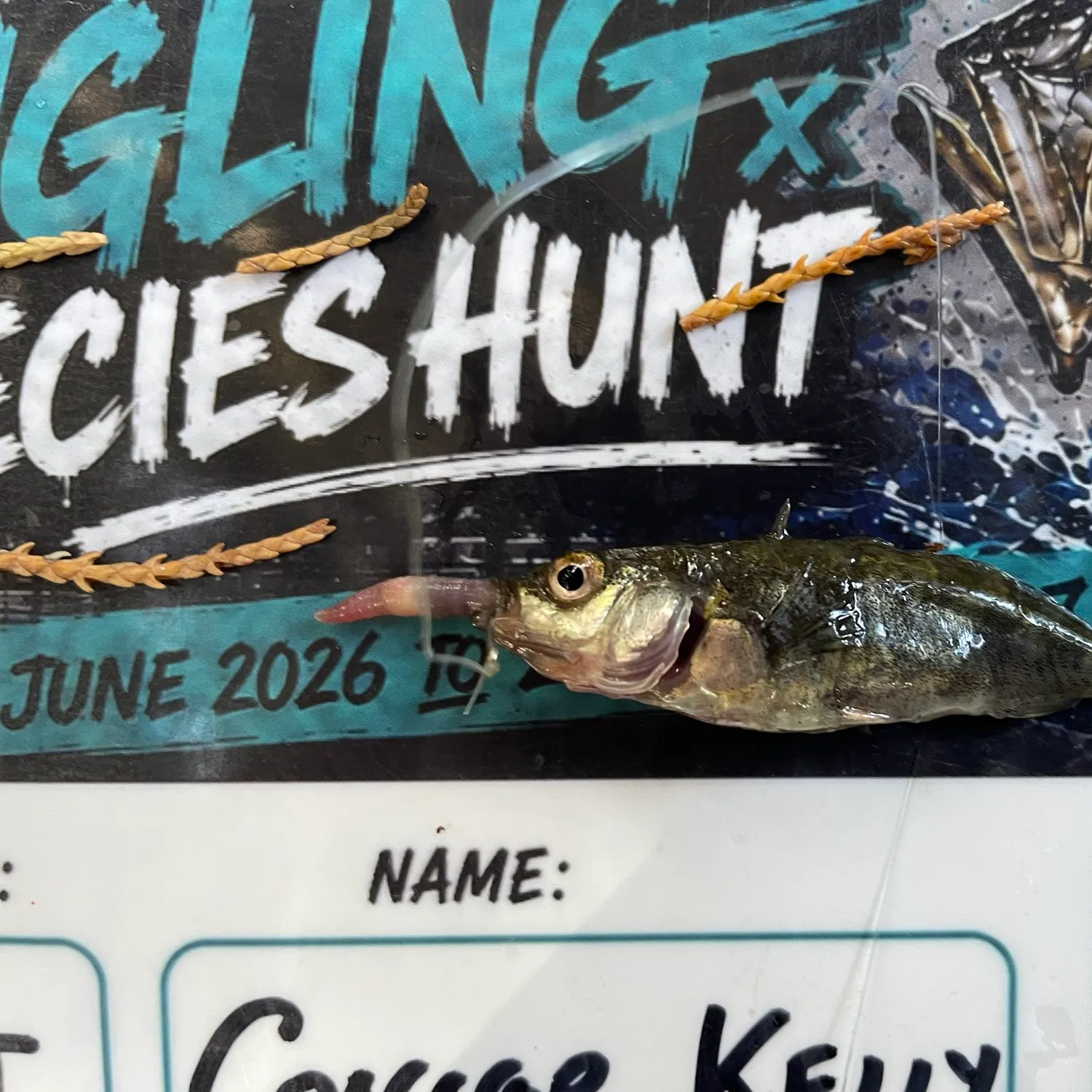 The most recent Three-spined stickleback catches on Fishbrain