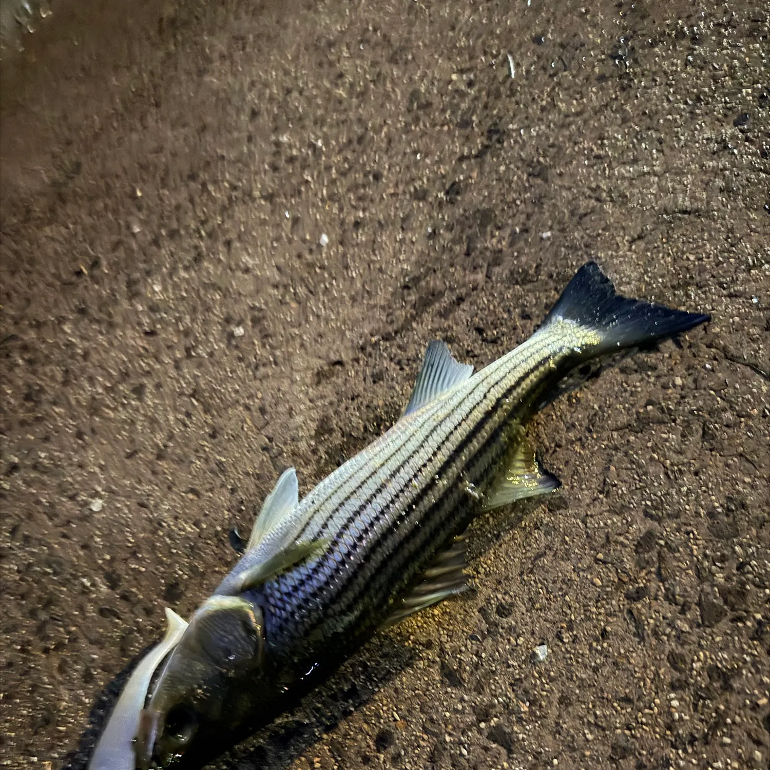 Striped bass caught on Fishbrain
