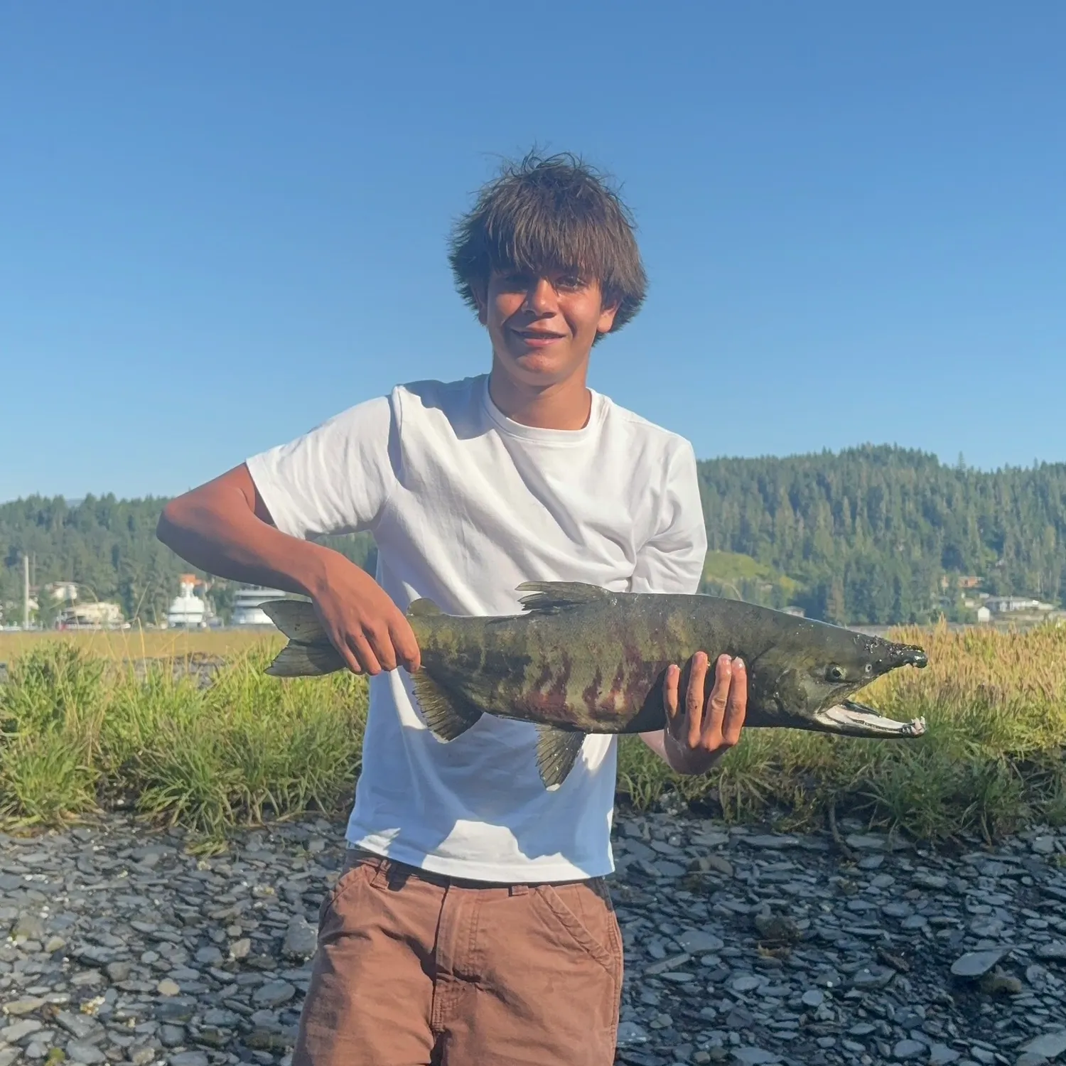 The most recent Chum salmon catches on Fishbrain