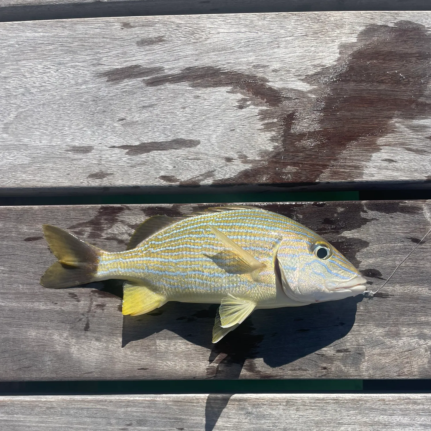 The most recent French grunt catches on Fishbrain