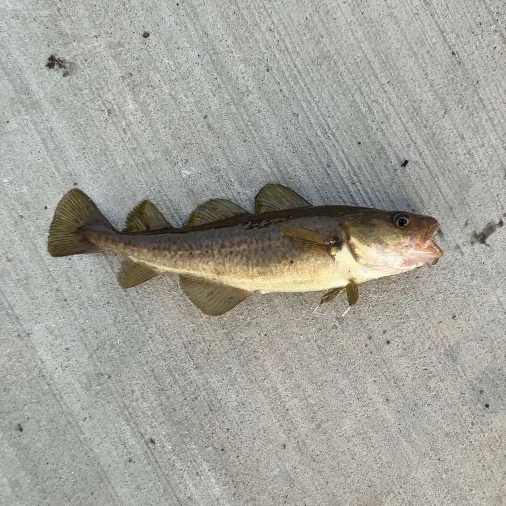 The most recent Atlantic tomcod catches on Fishbrain