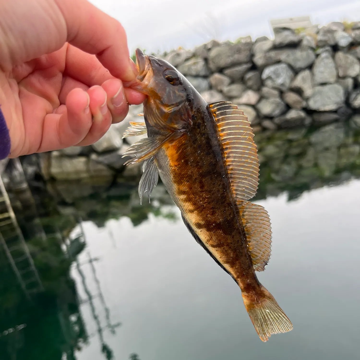 Kelp greenling caught on Fishbrain