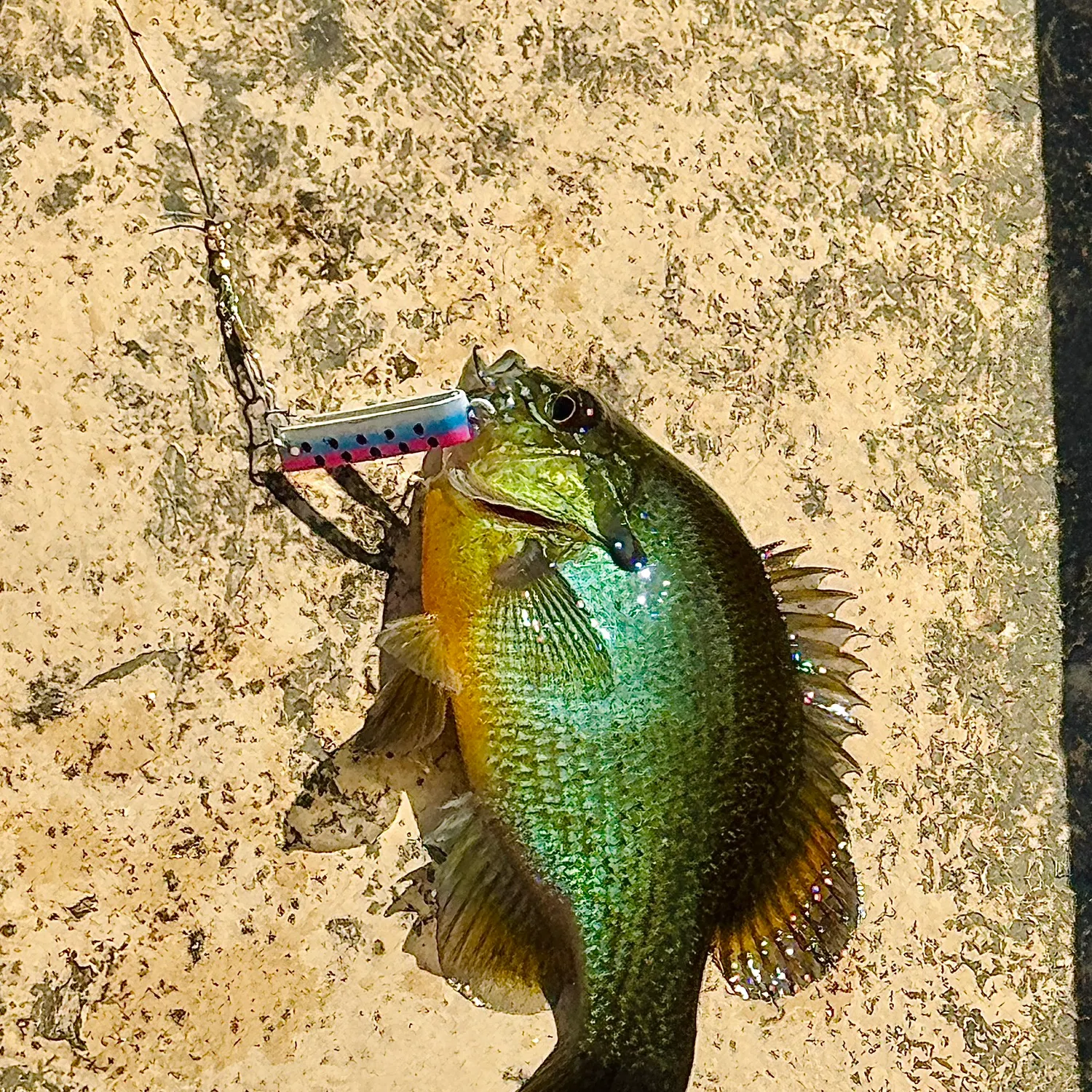 Bluegill caught on Fishbrain