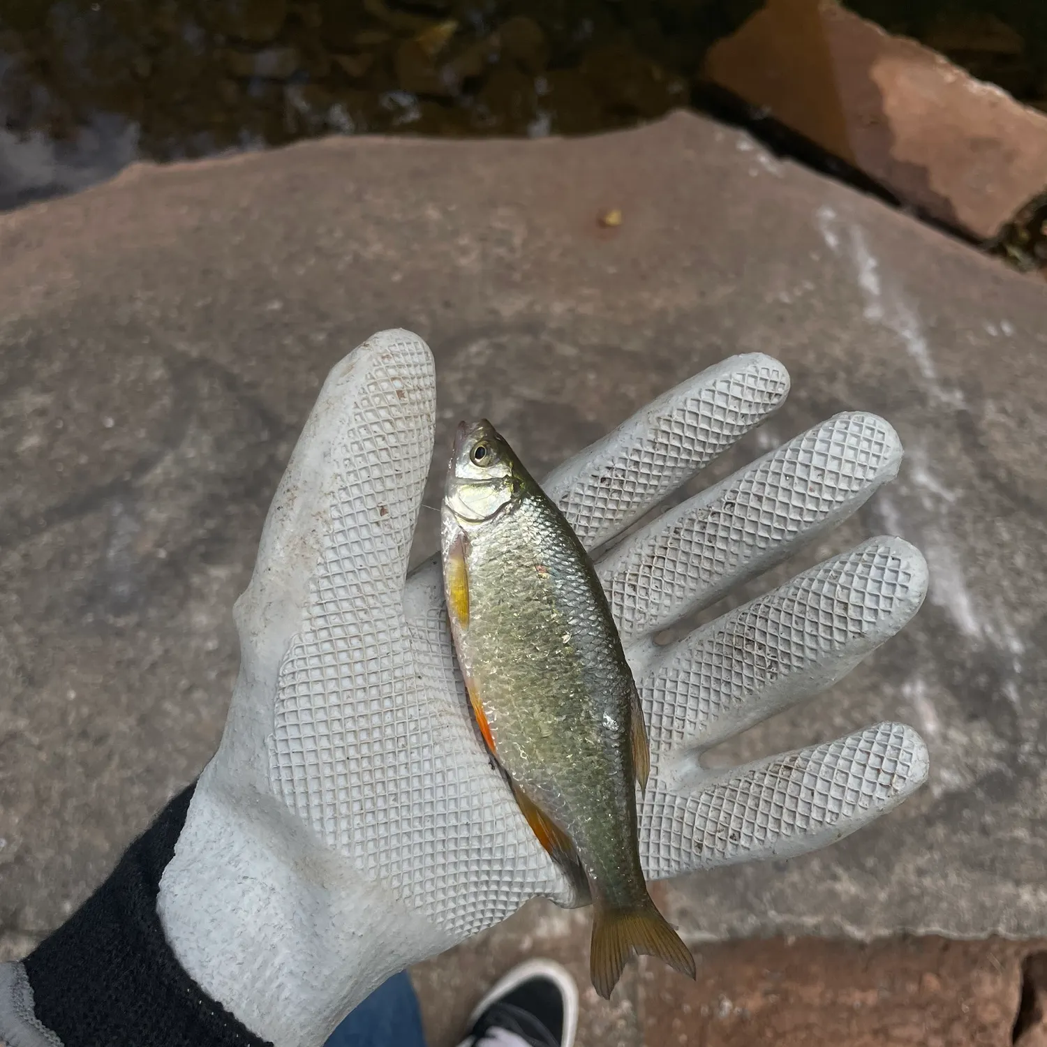 The most recent White shiner catches on Fishbrain