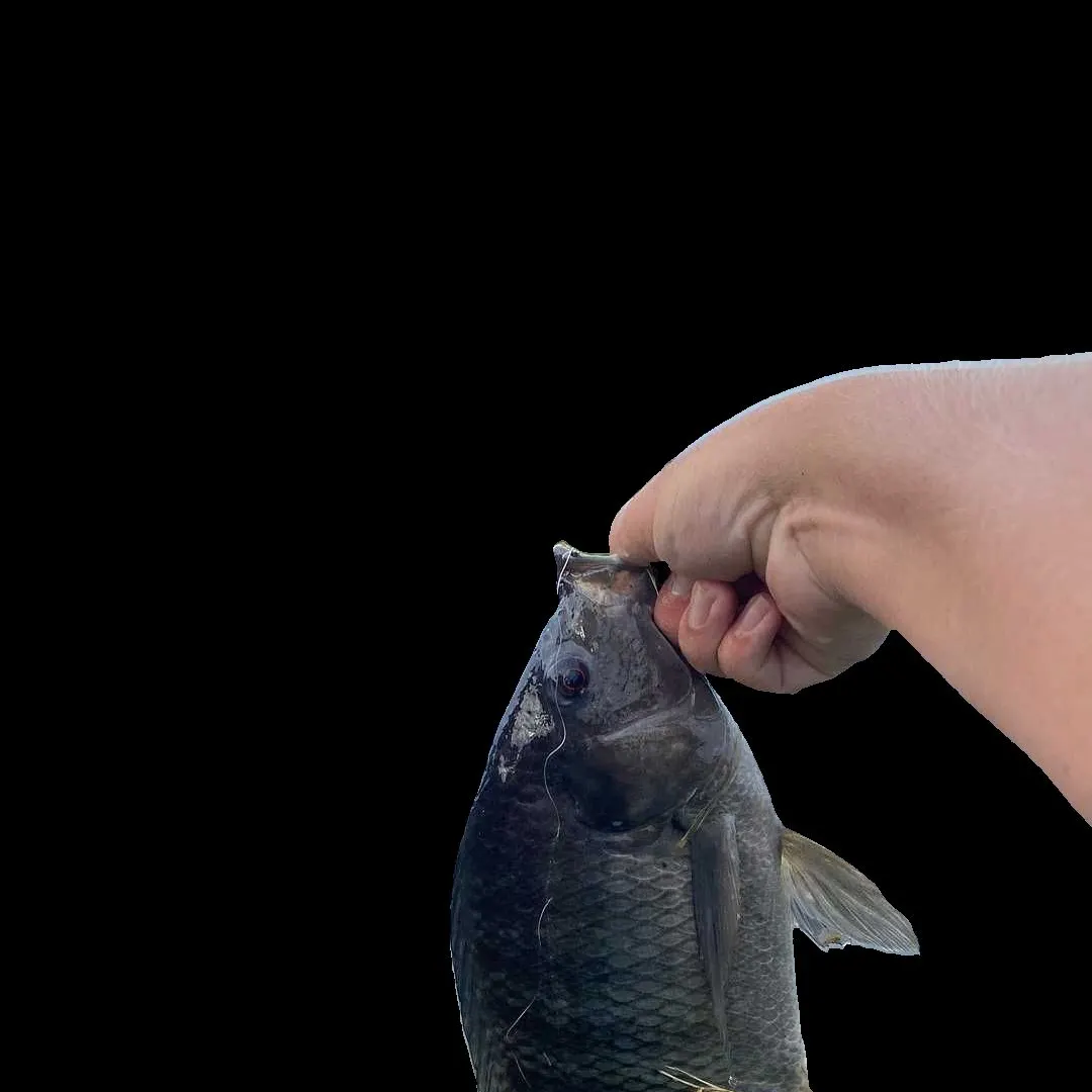 Blue tilapia caught on Fishbrain