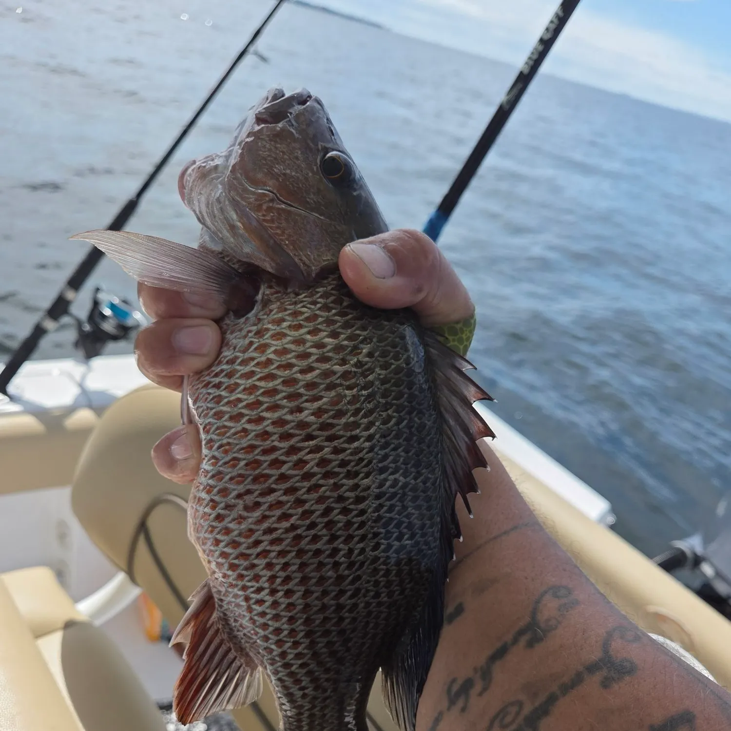 Mangrove snapper caught on Fishbrain