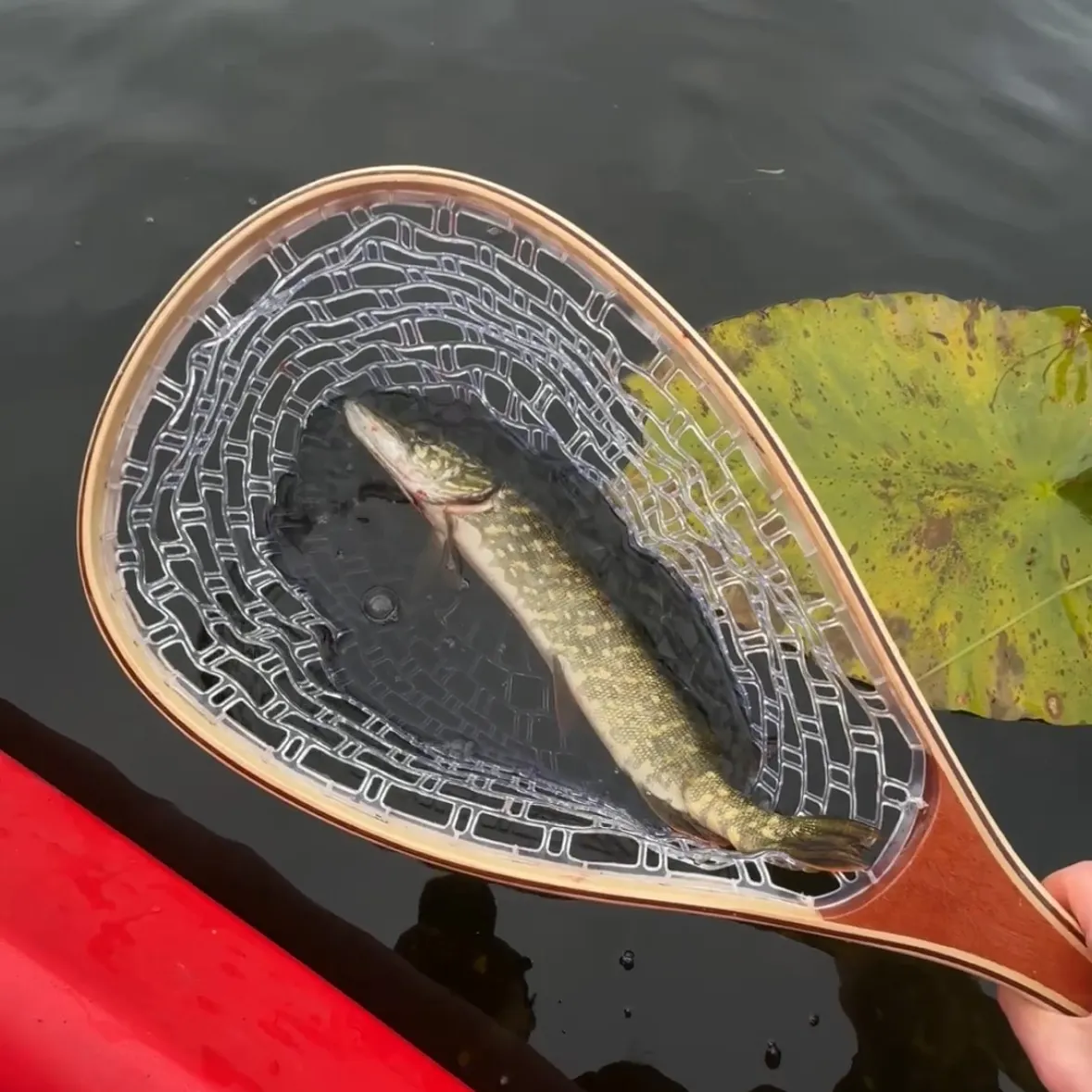Northern pike caught on Fishbrain