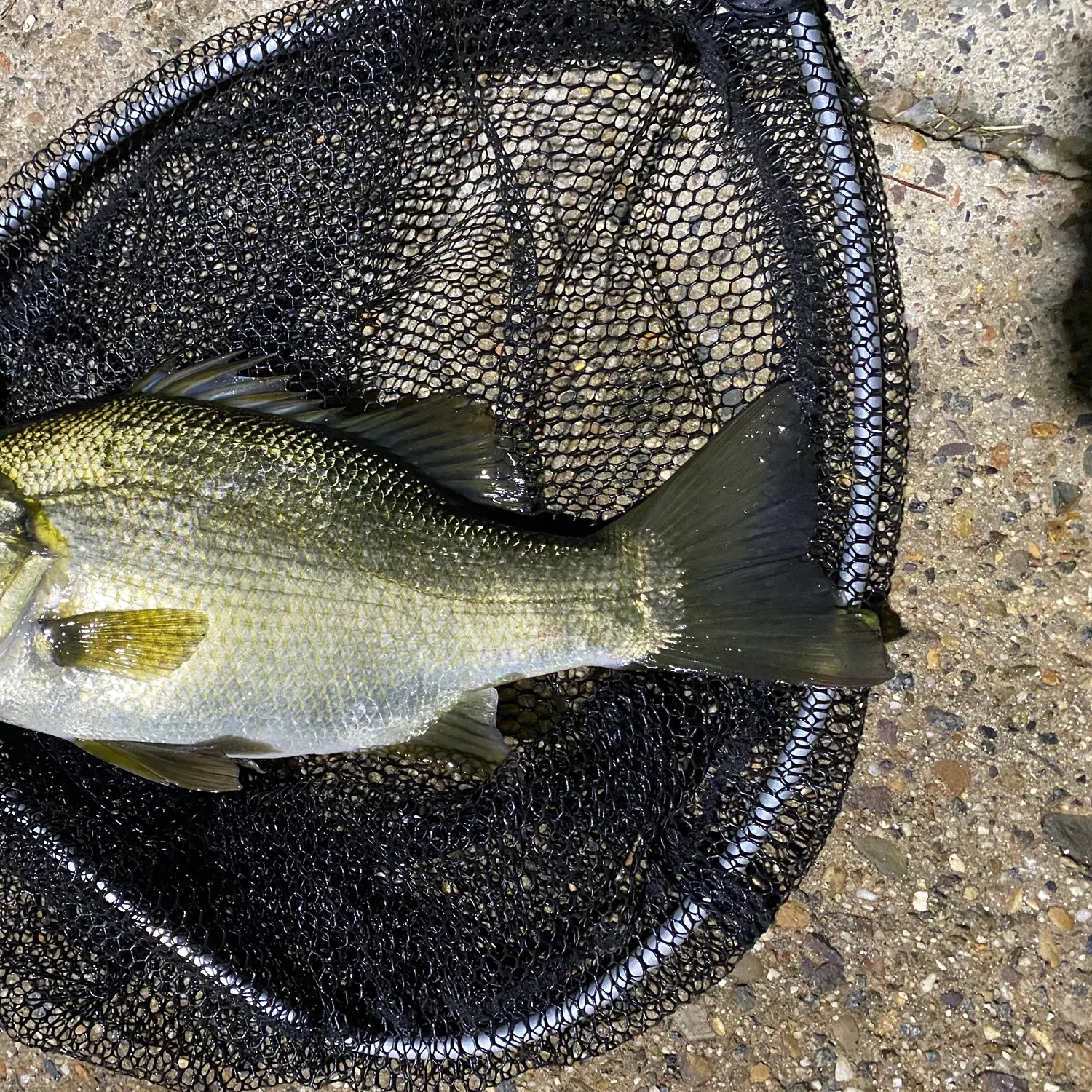 most liked catch image