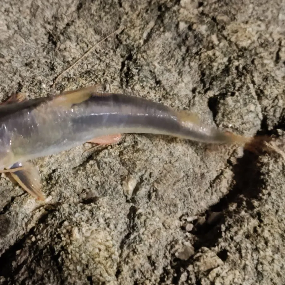 The most recent Giant sea catfish catches on Fishbrain