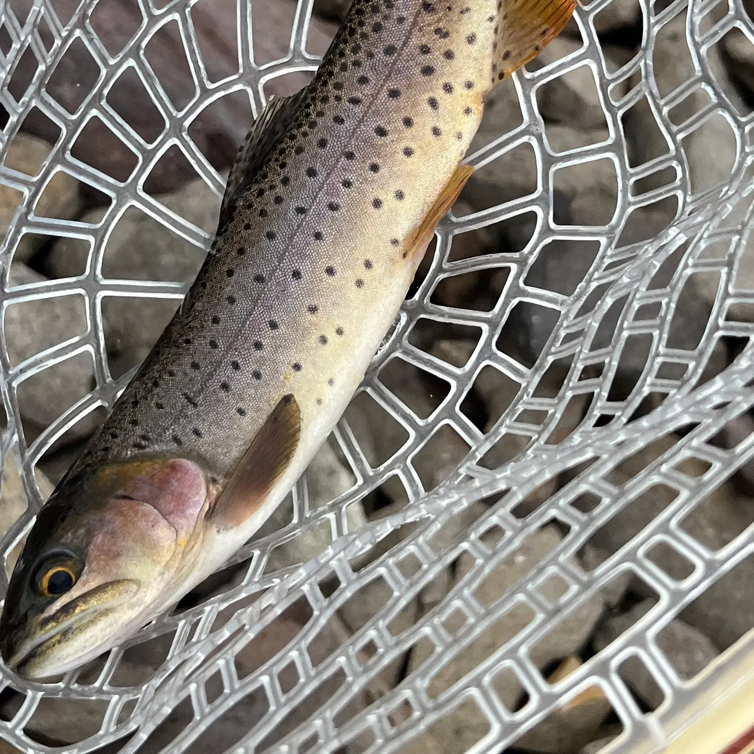 Cutthroat trout caught on Fishbrain