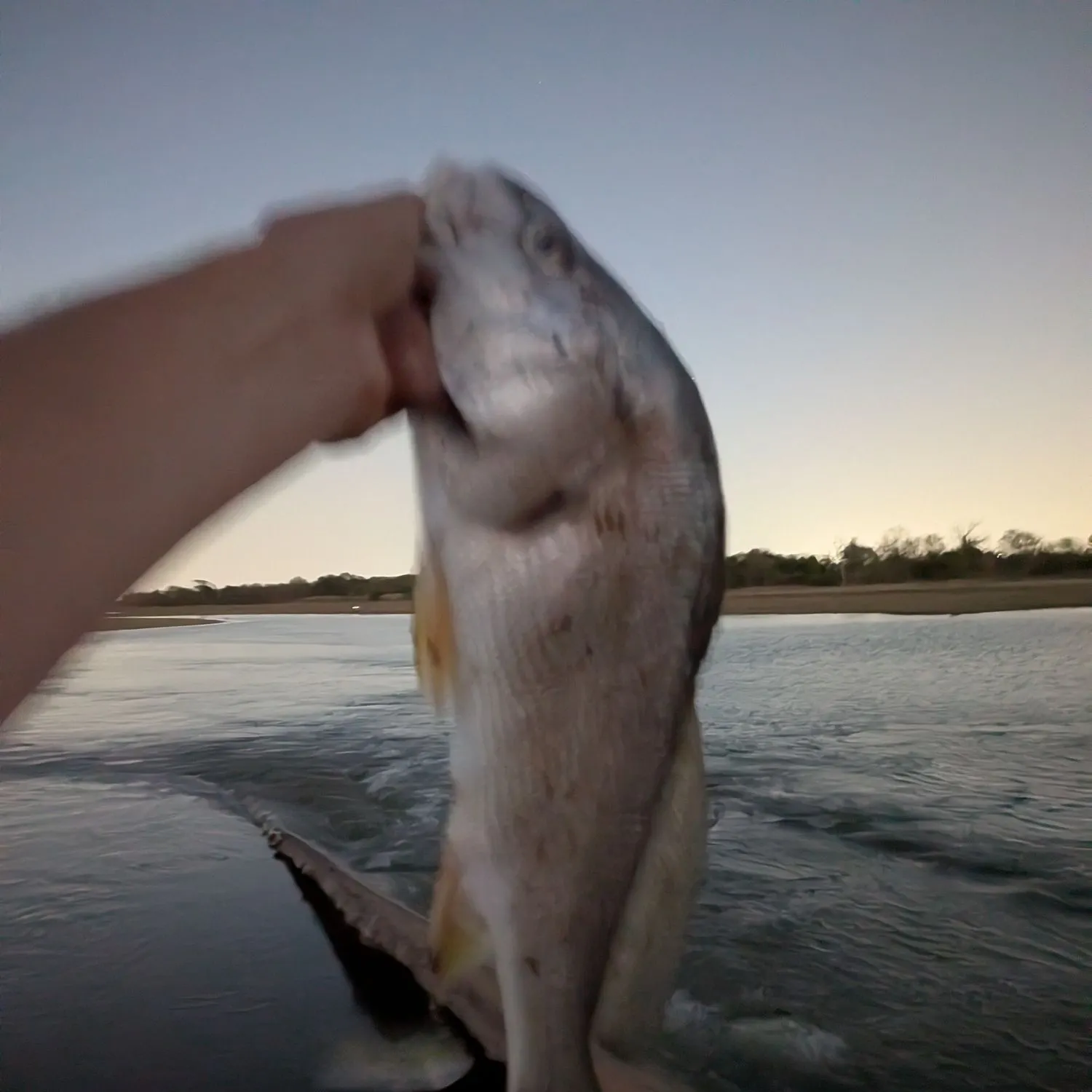 Freshwater drum caught on Fishbrain