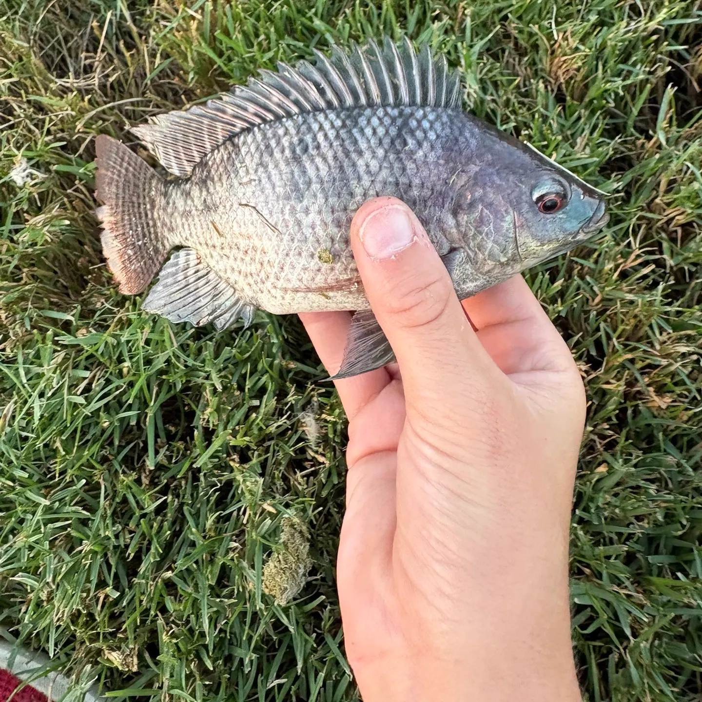 Fish caught on Fishbrain