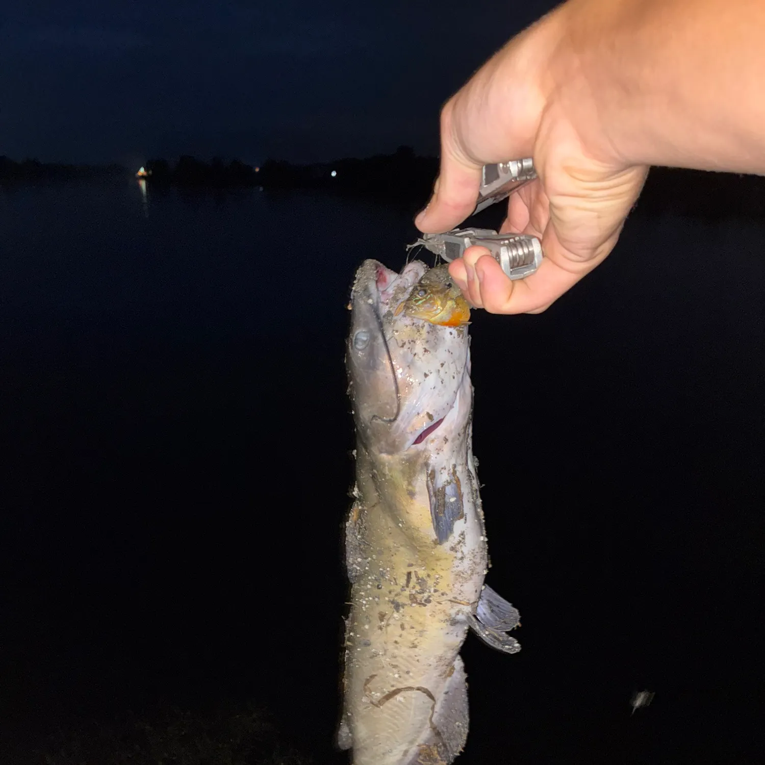 Channel catfish caught on Fishbrain