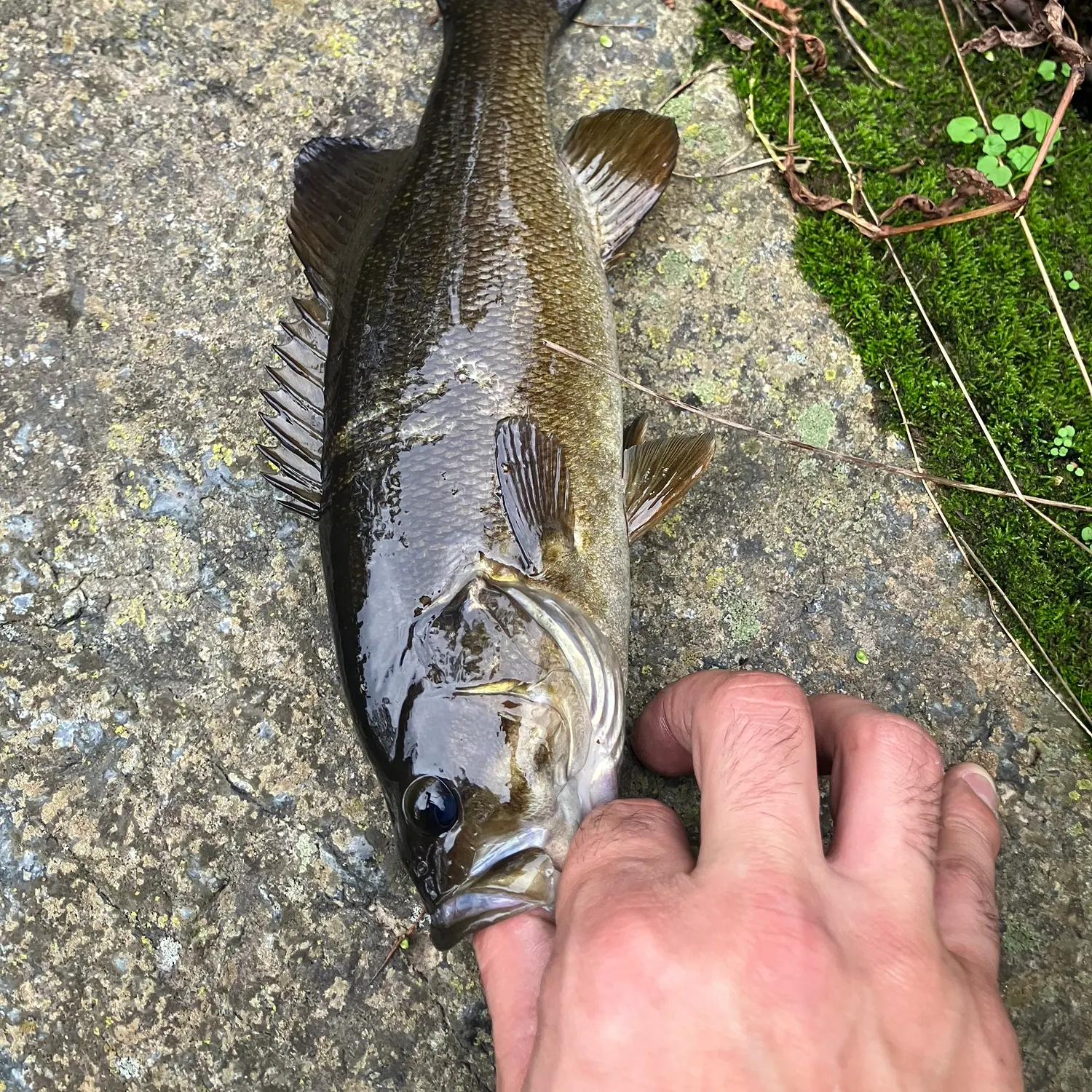 Smallmouth bass caught on Fishbrain