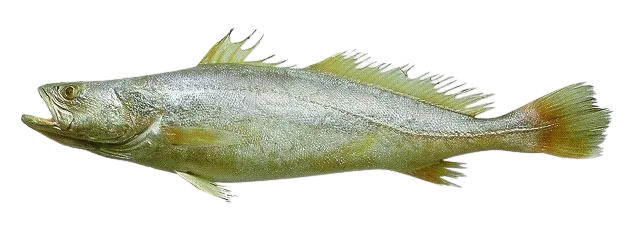 Green weakfish