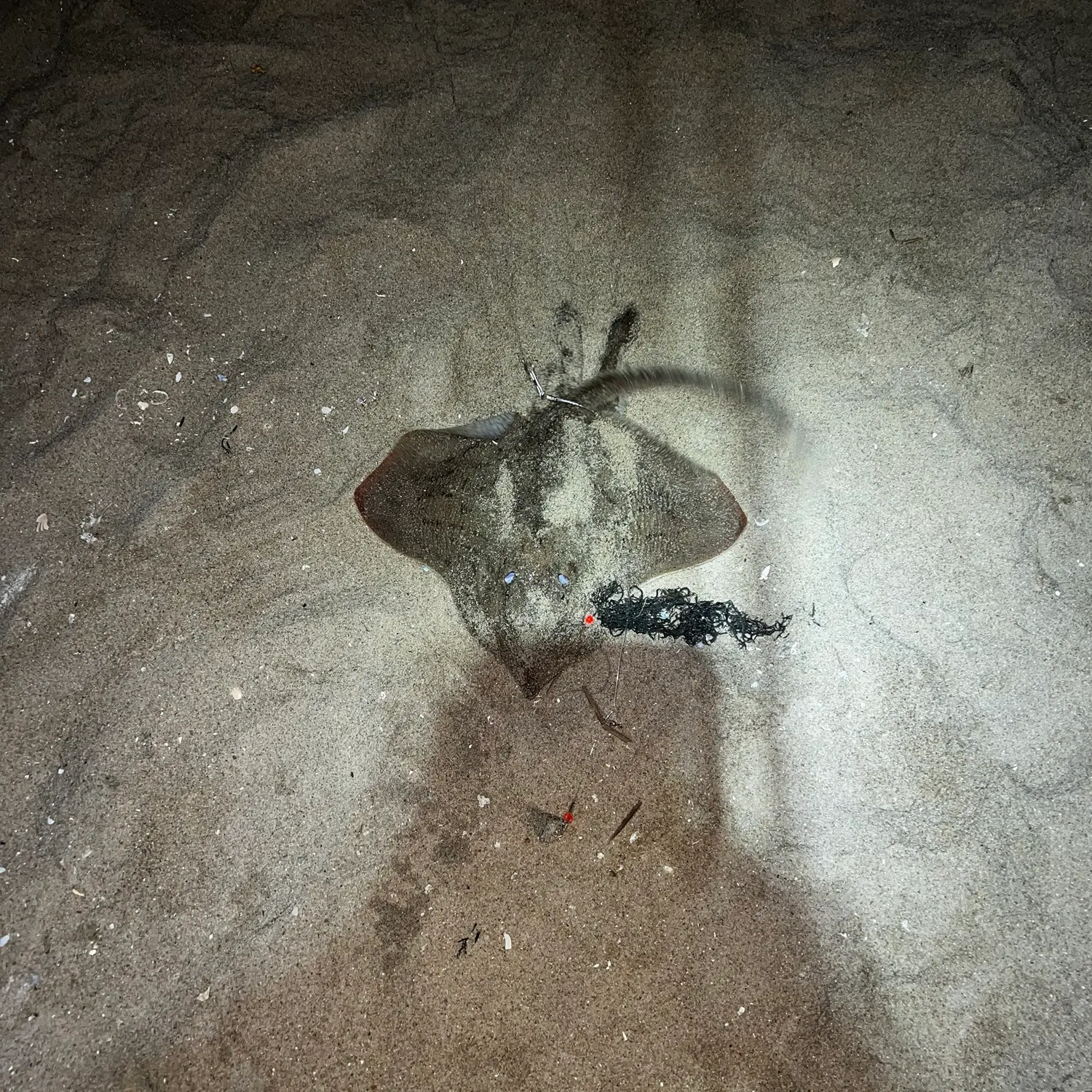 Clearnose skate caught on Fishbrain