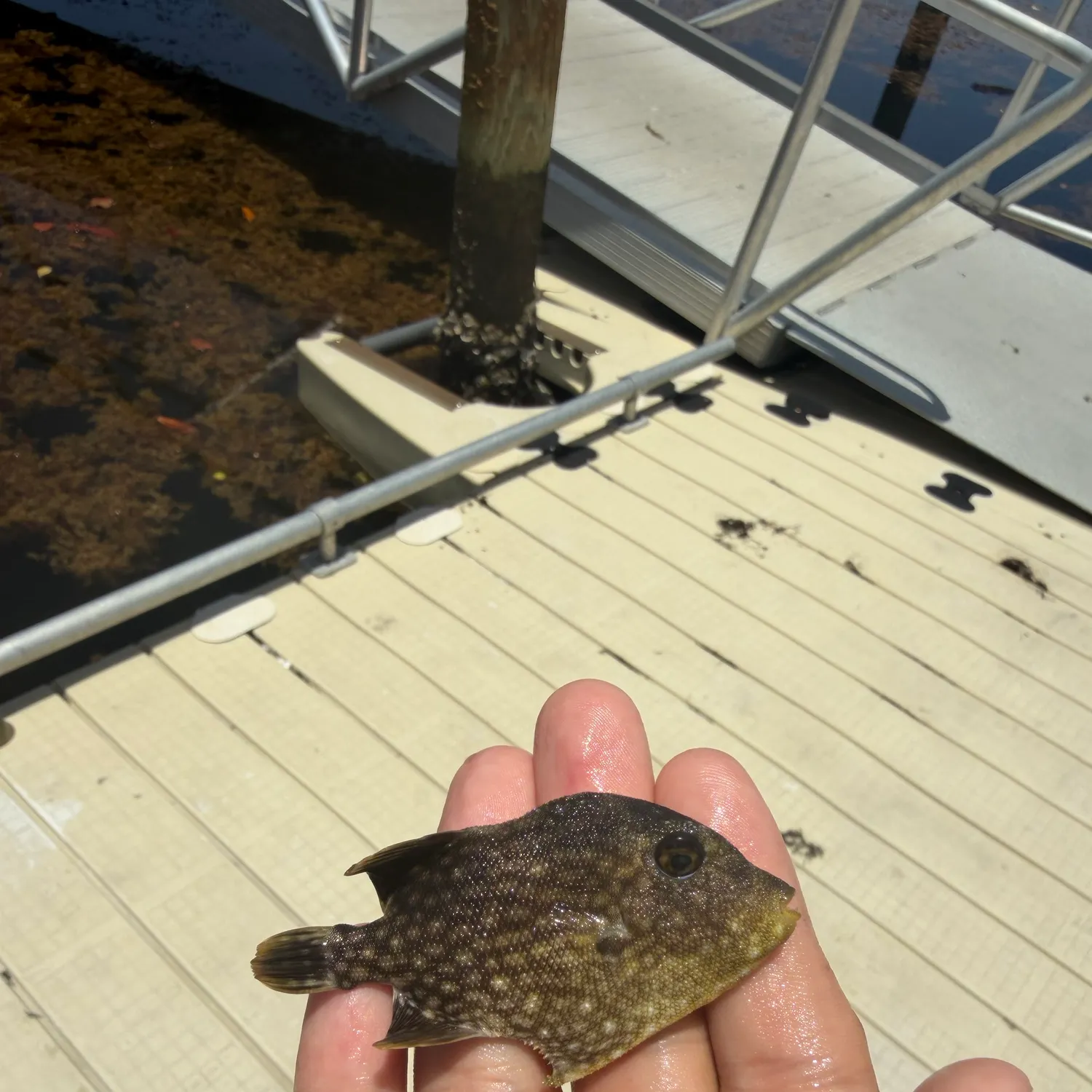 The most recent Planehead filefish catches on Fishbrain