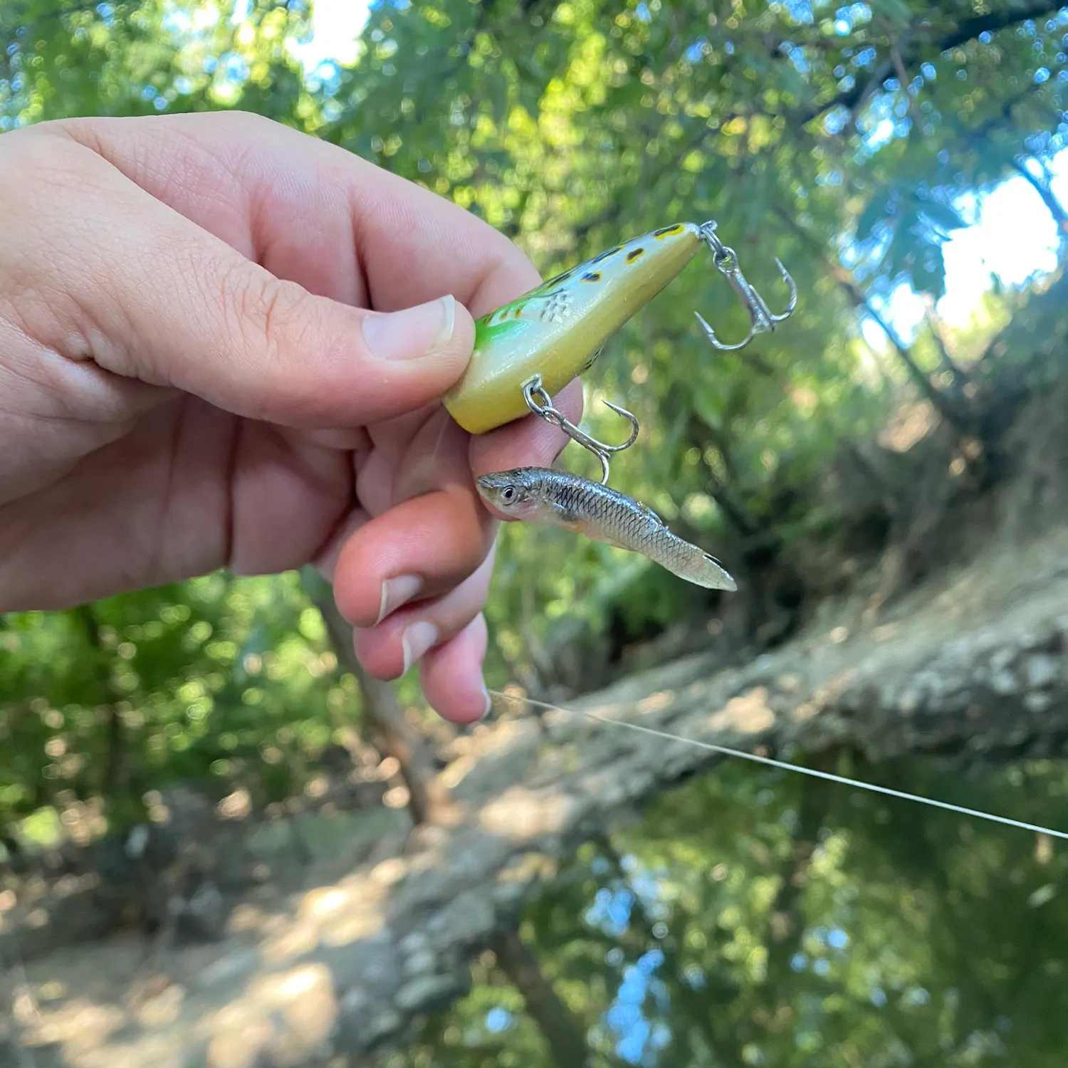 Fathead minnow caught on Fishbrain