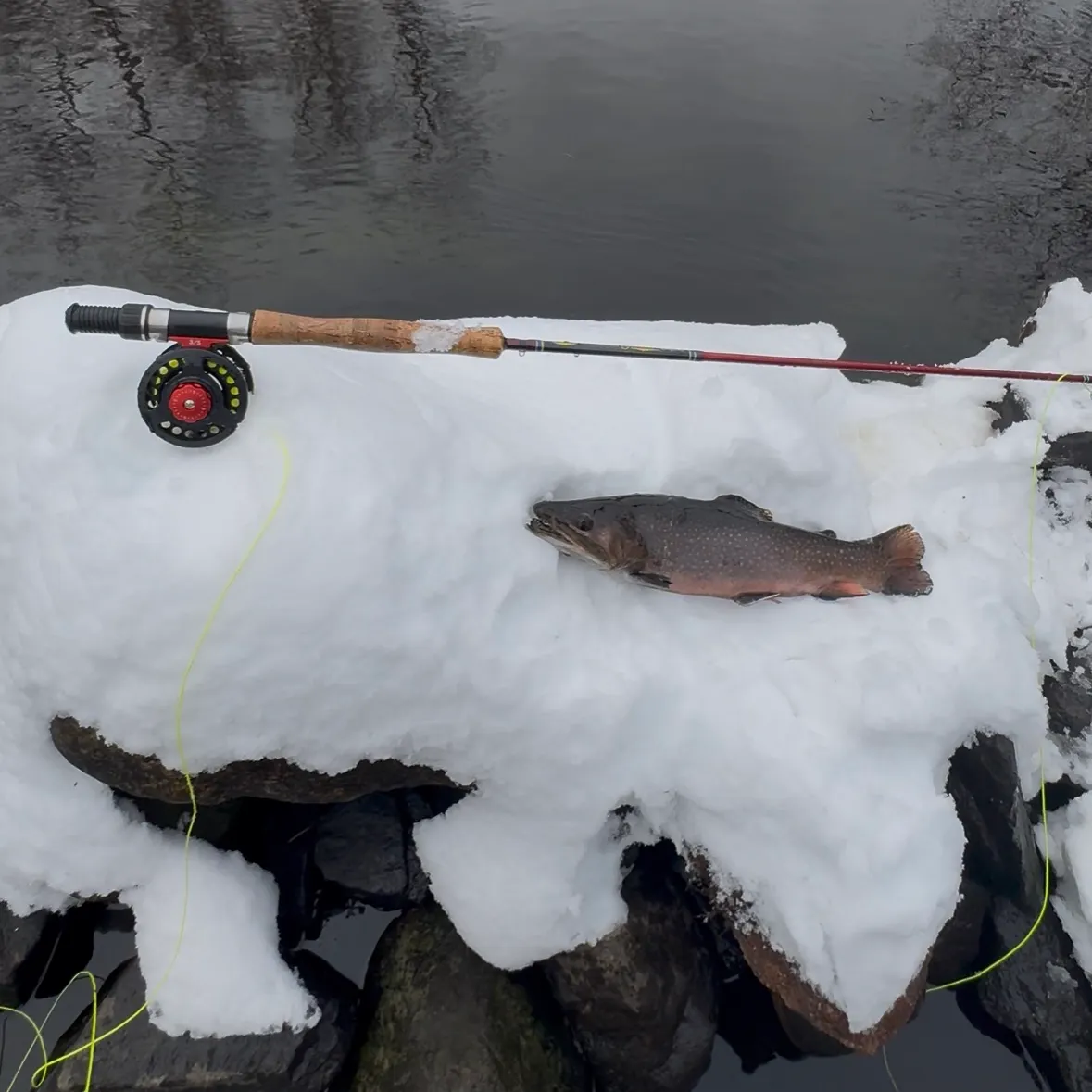 The most recent Brook trout catches on Fishbrain