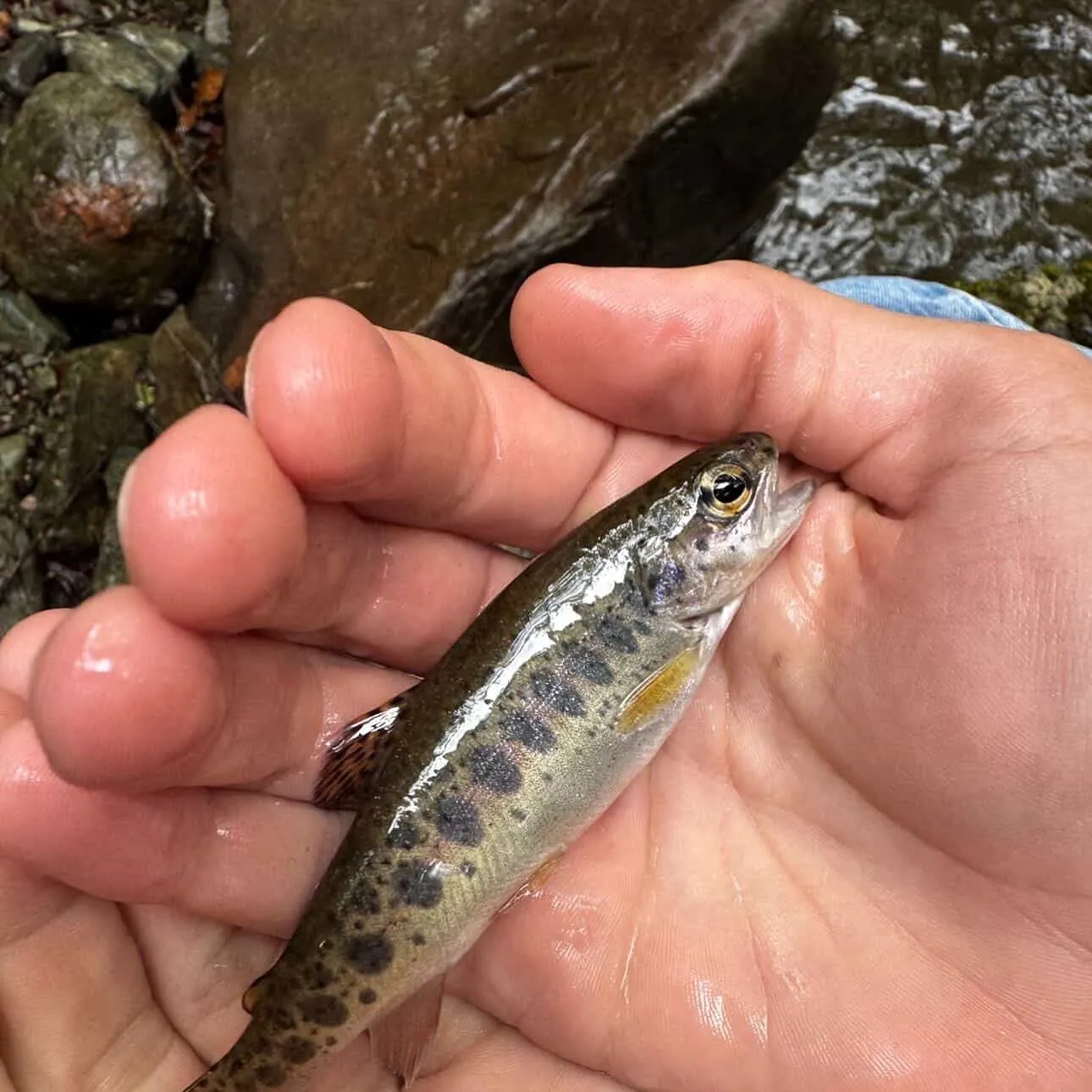 The most recent Coastal rainbow trout catches on Fishbrain