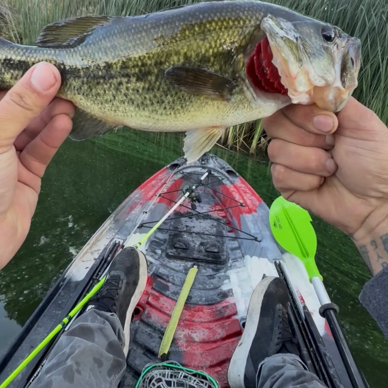 Largemouth bass caught on Fishbrain