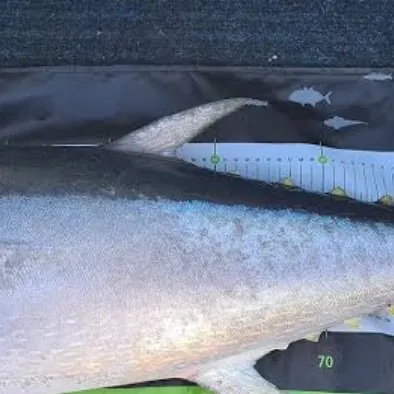 The most recent Longtail tuna catches on Fishbrain