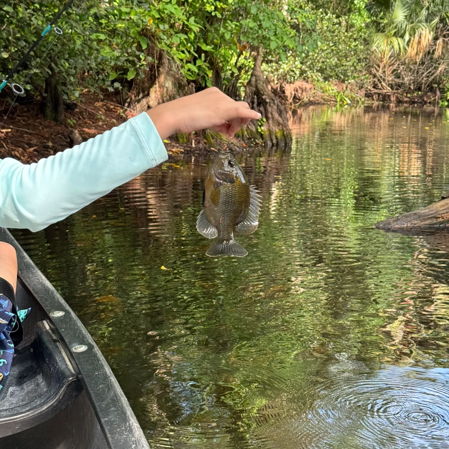 The most recent Spotted sunfish catches on Fishbrain