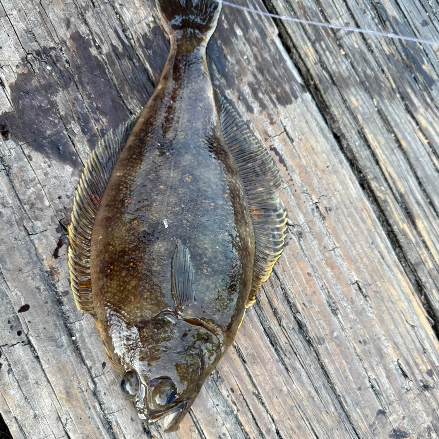 The most recent Butter sole catches on Fishbrain