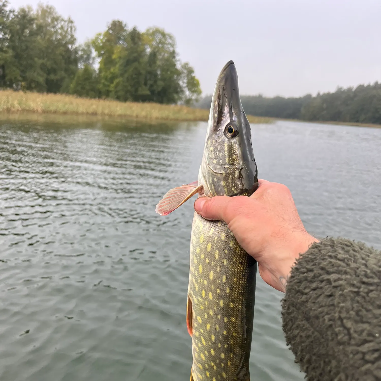 Northern pike caught on Fishbrain