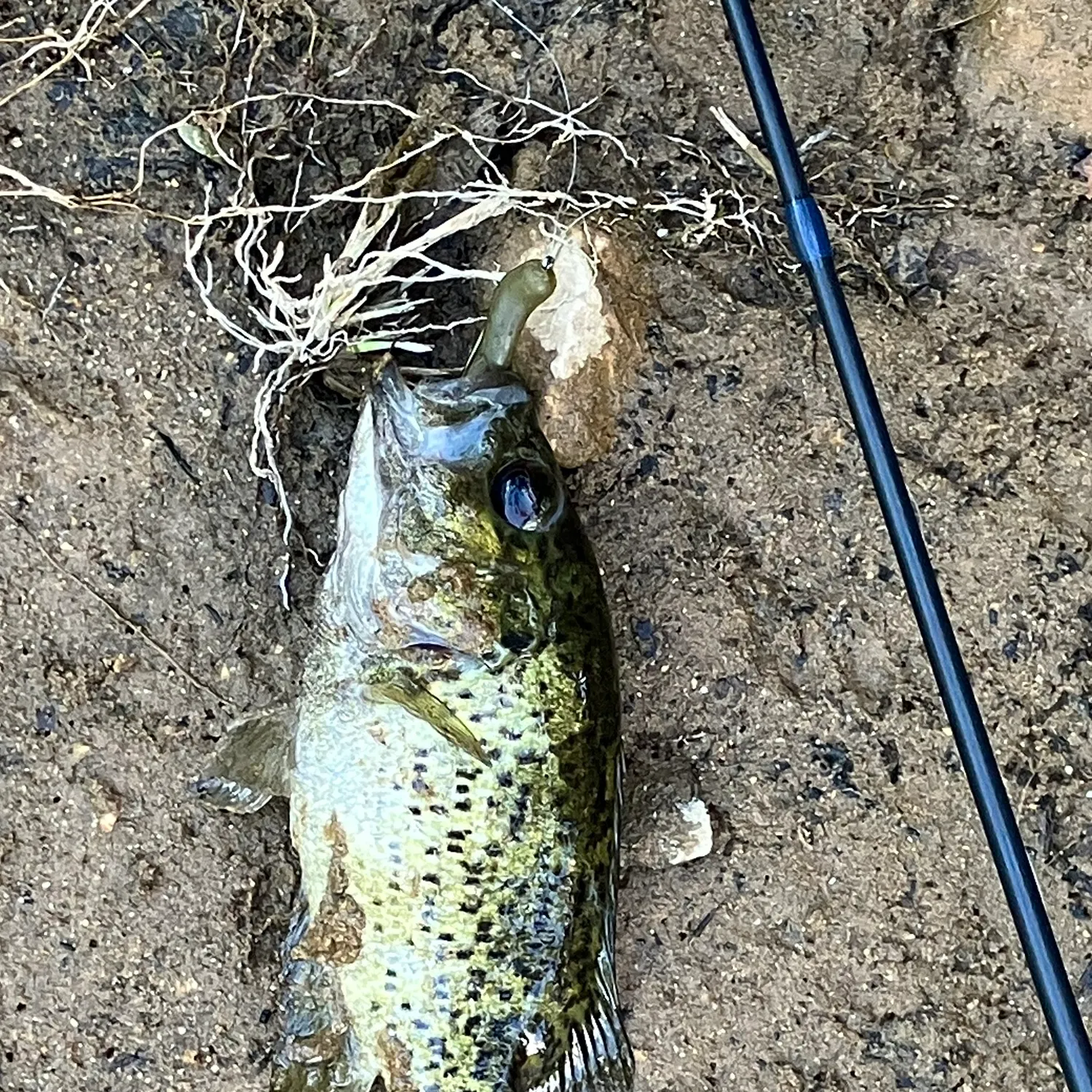 The most recent Ozark bass catches on Fishbrain
