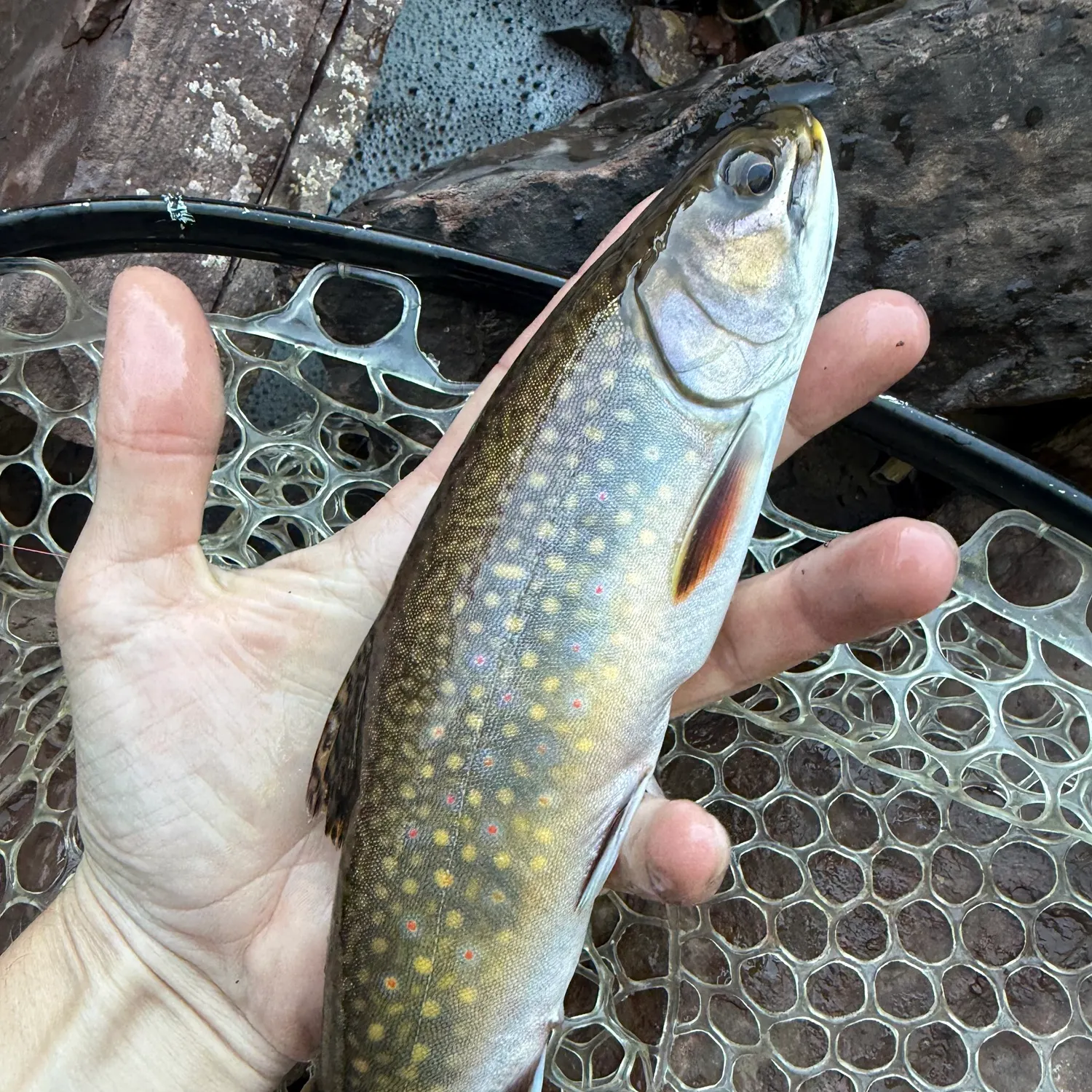 Brook trout caught on Fishbrain