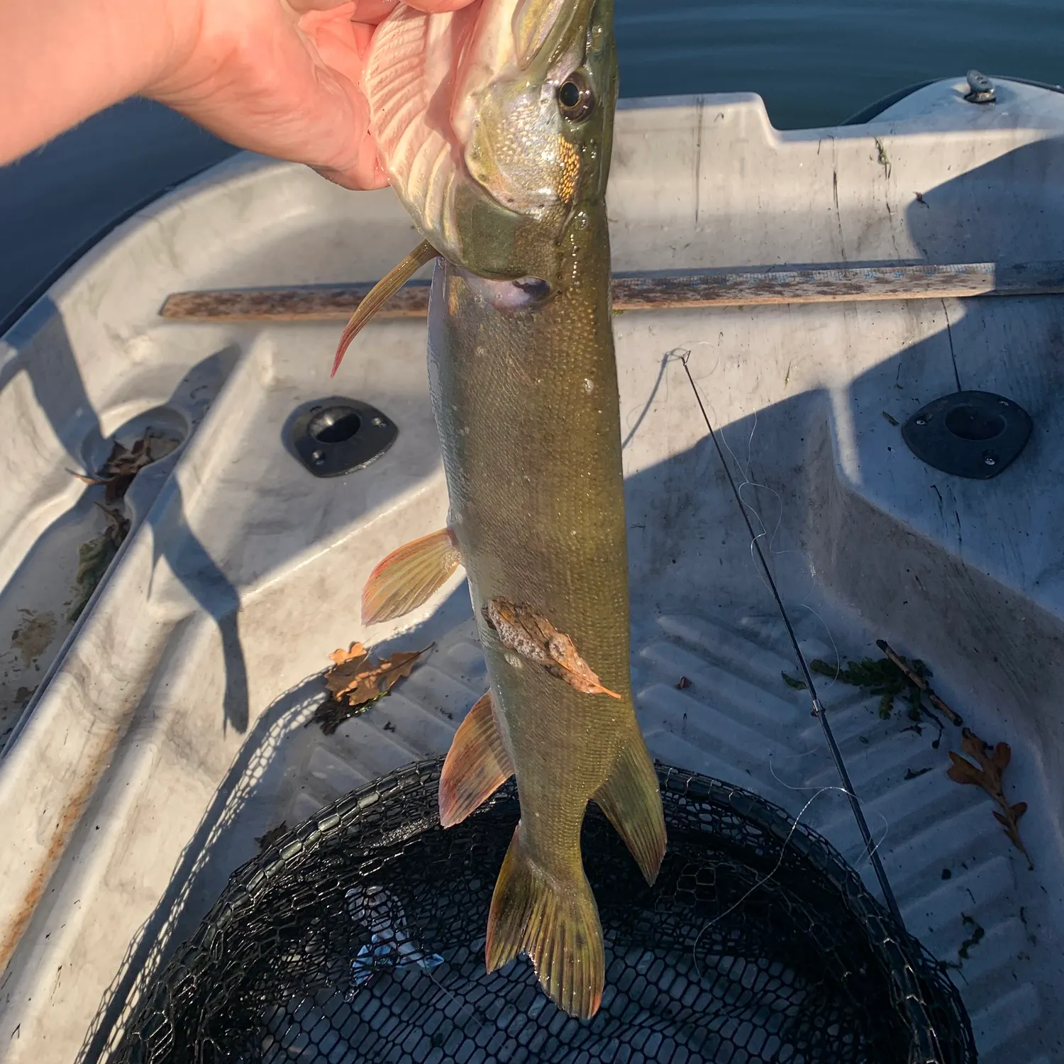 The most recent Silver pike catches on Fishbrain