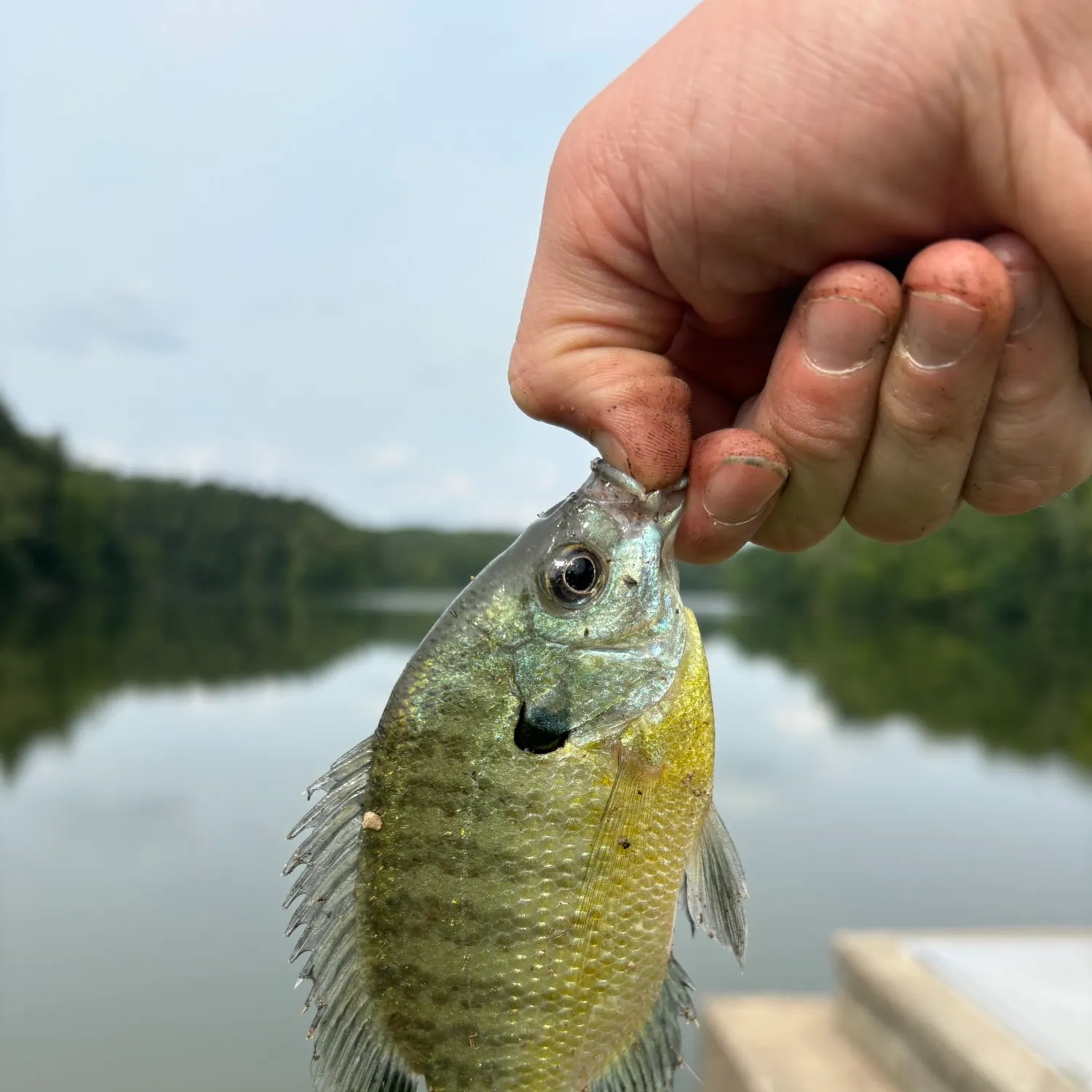 Bluegill caught on Fishbrain