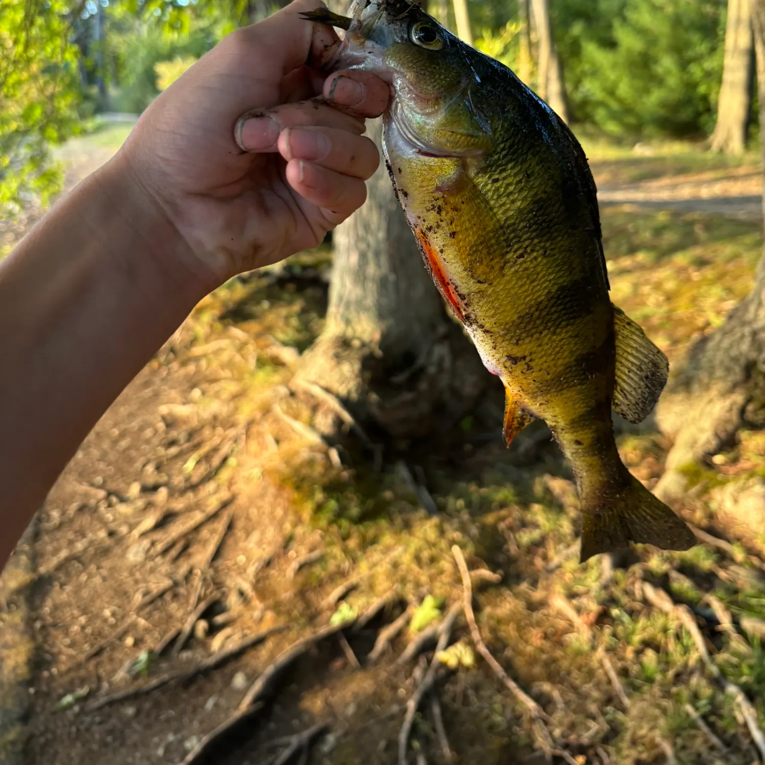 Yellow perch caught on Fishbrain